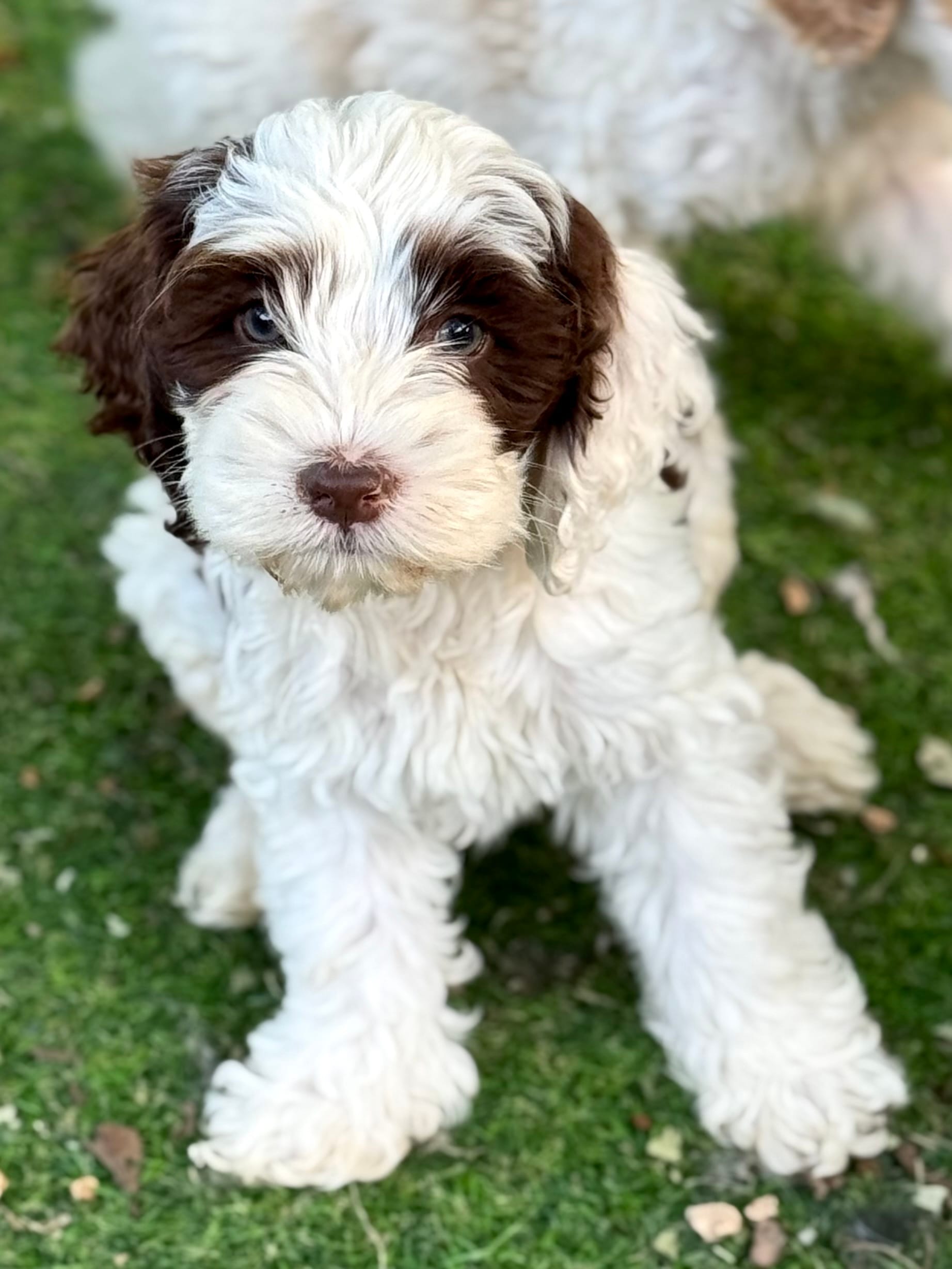 Dane – Cockapoo puppy for sale in Republic, MO