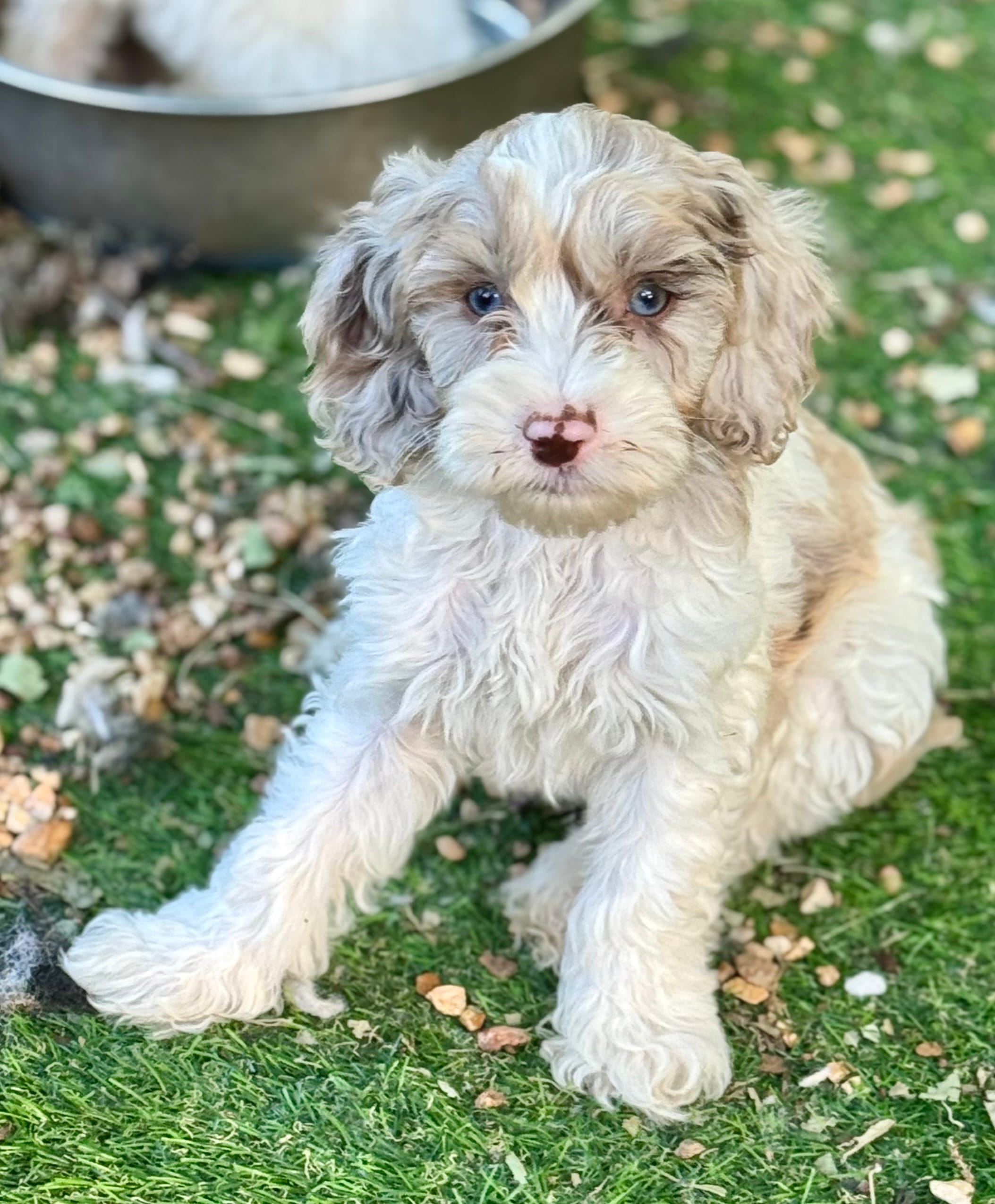 Nox  – Cockapoo puppy for sale in Republic, MO