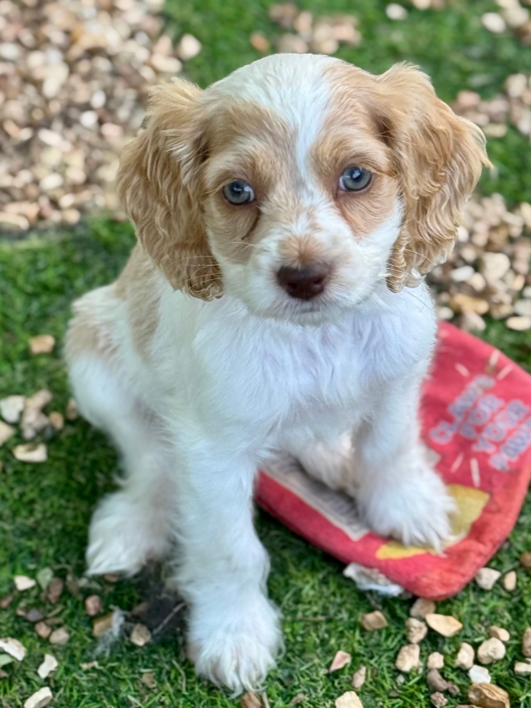 Layla – Cockapoo puppy for sale in Republic, MO
