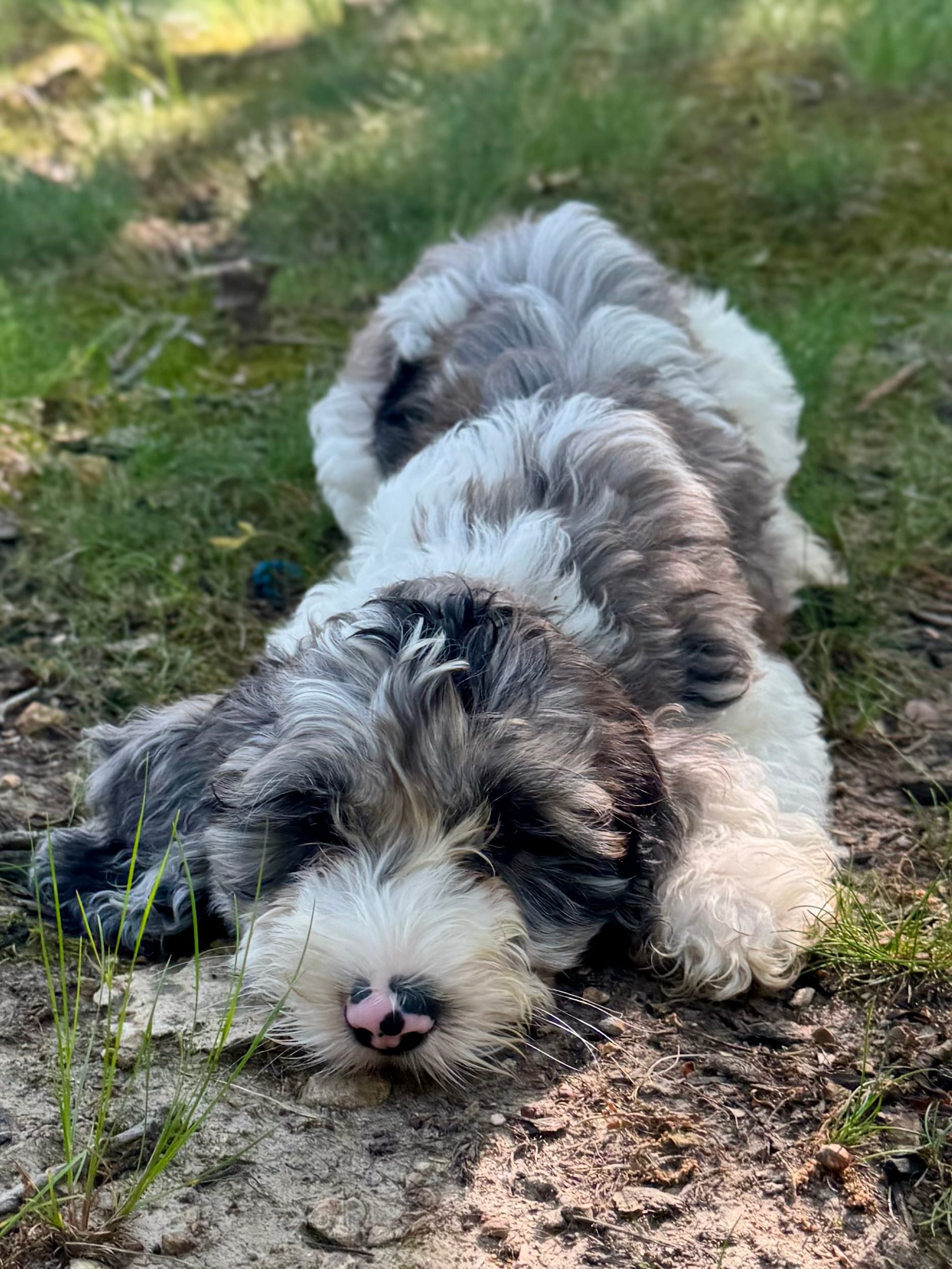 Duke – Cockapoo puppy for sale in Republic, MO