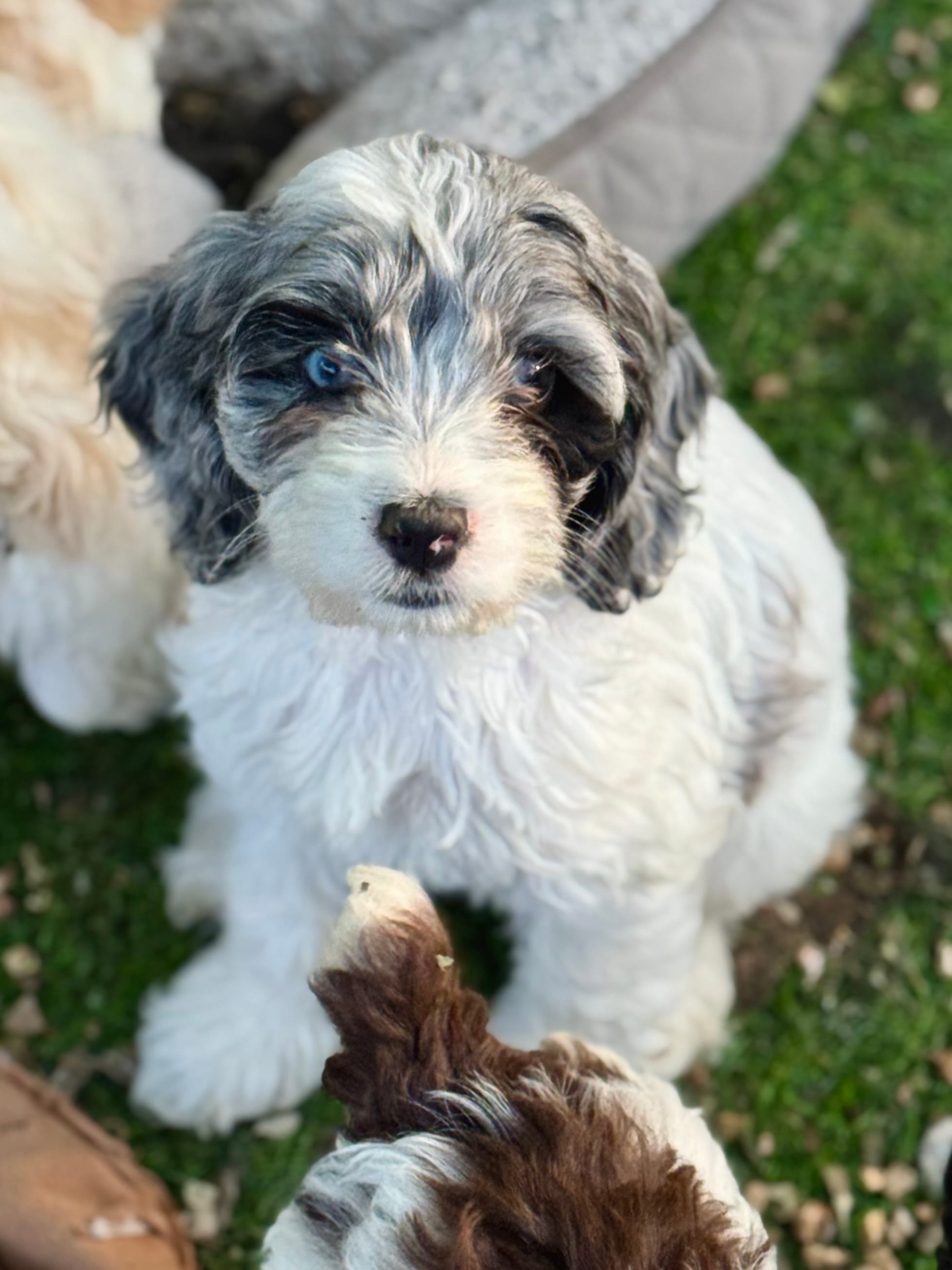 Luna – Cockapoo puppy for sale in Republic, MO