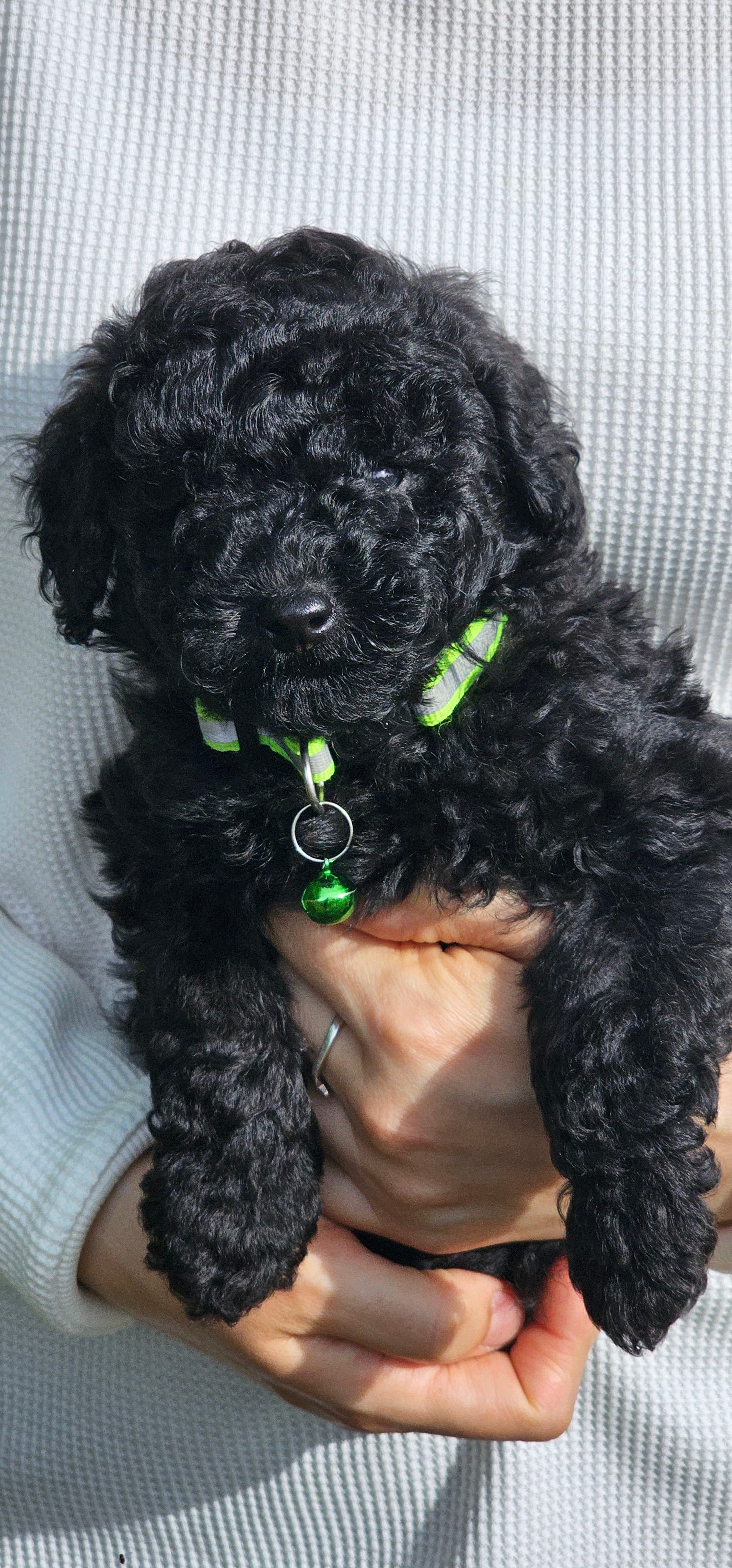 Greenberry  – Poodle - Toy  puppy for sale in Roebuck, SC