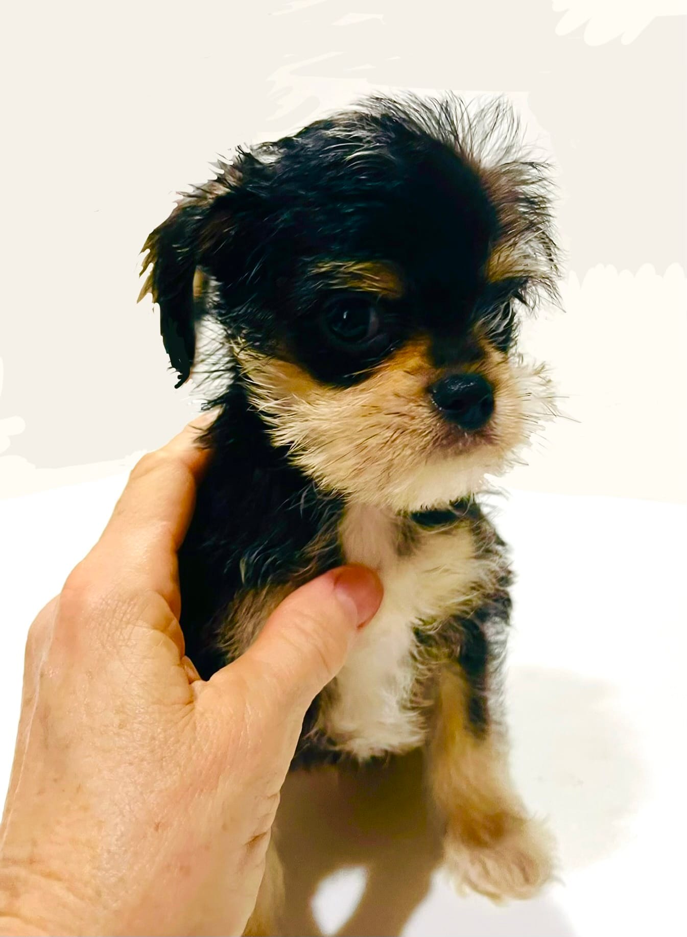 Durango – Miniature Schnauzer, Chihuahua puppy for sale in Oklahoma City, OK