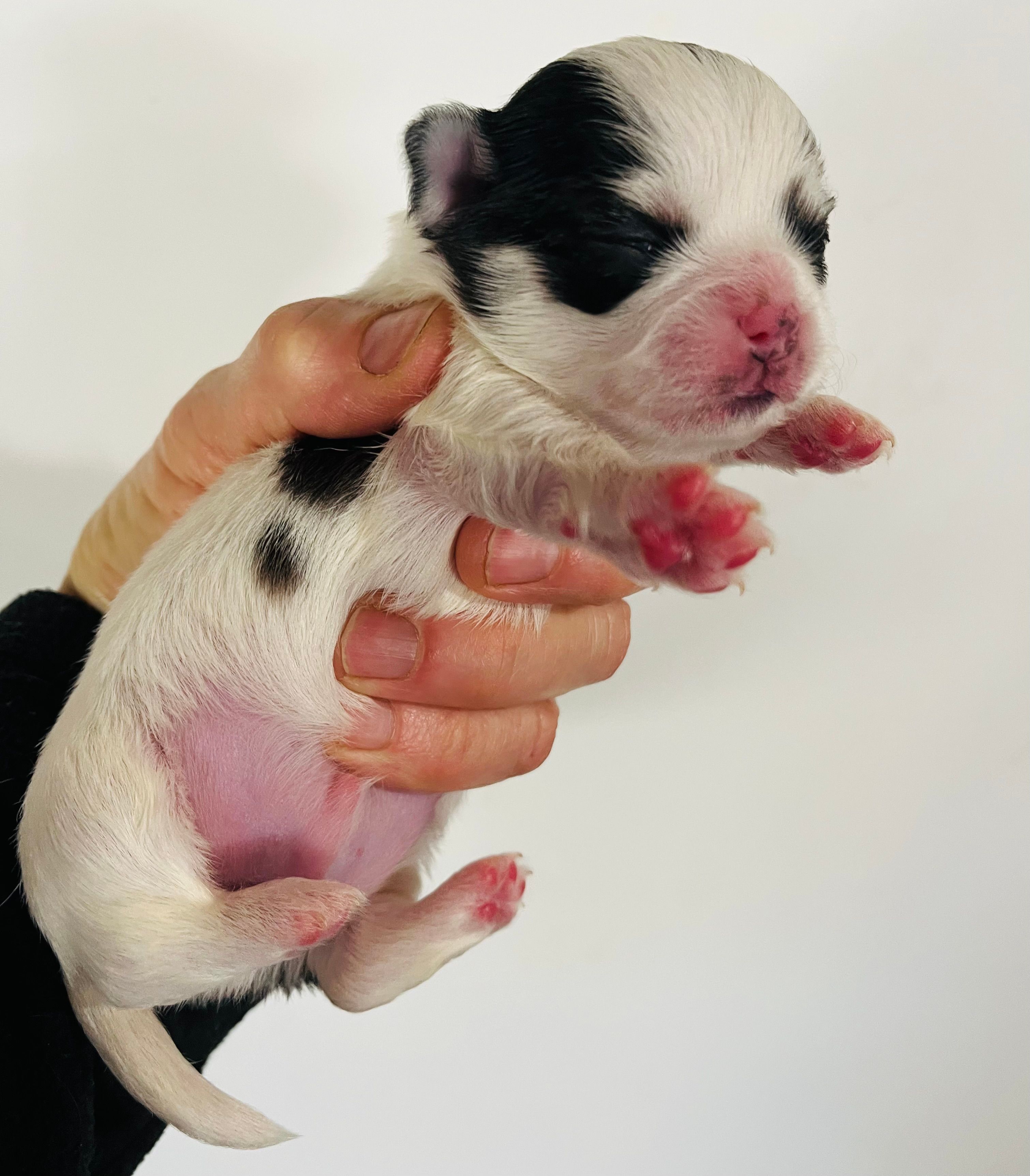 Inkblot – Chihuahua puppy for sale in Oklahoma City, OK