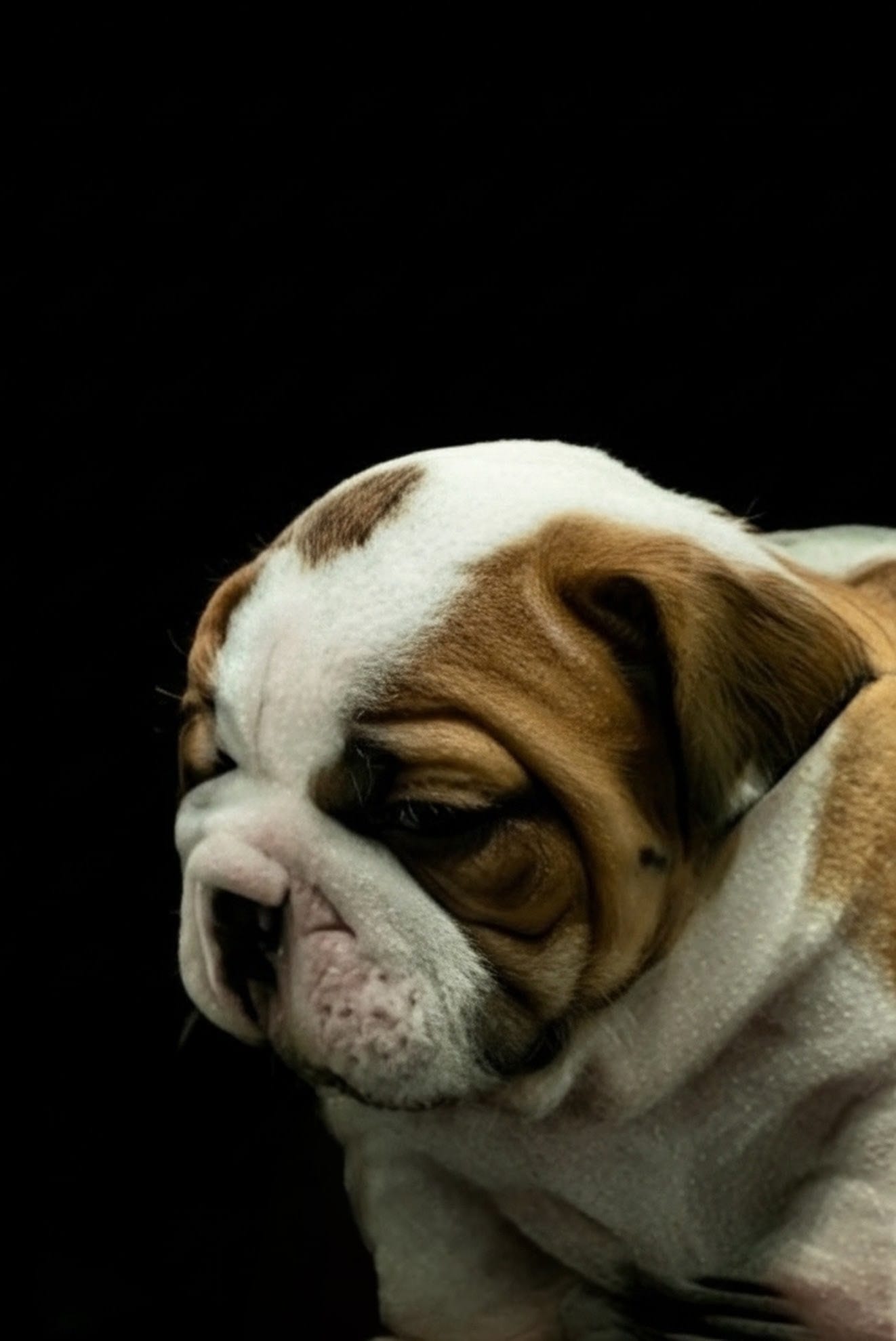 English bulldog male  – English Bulldog puppy for sale in Rocky Mount, NC