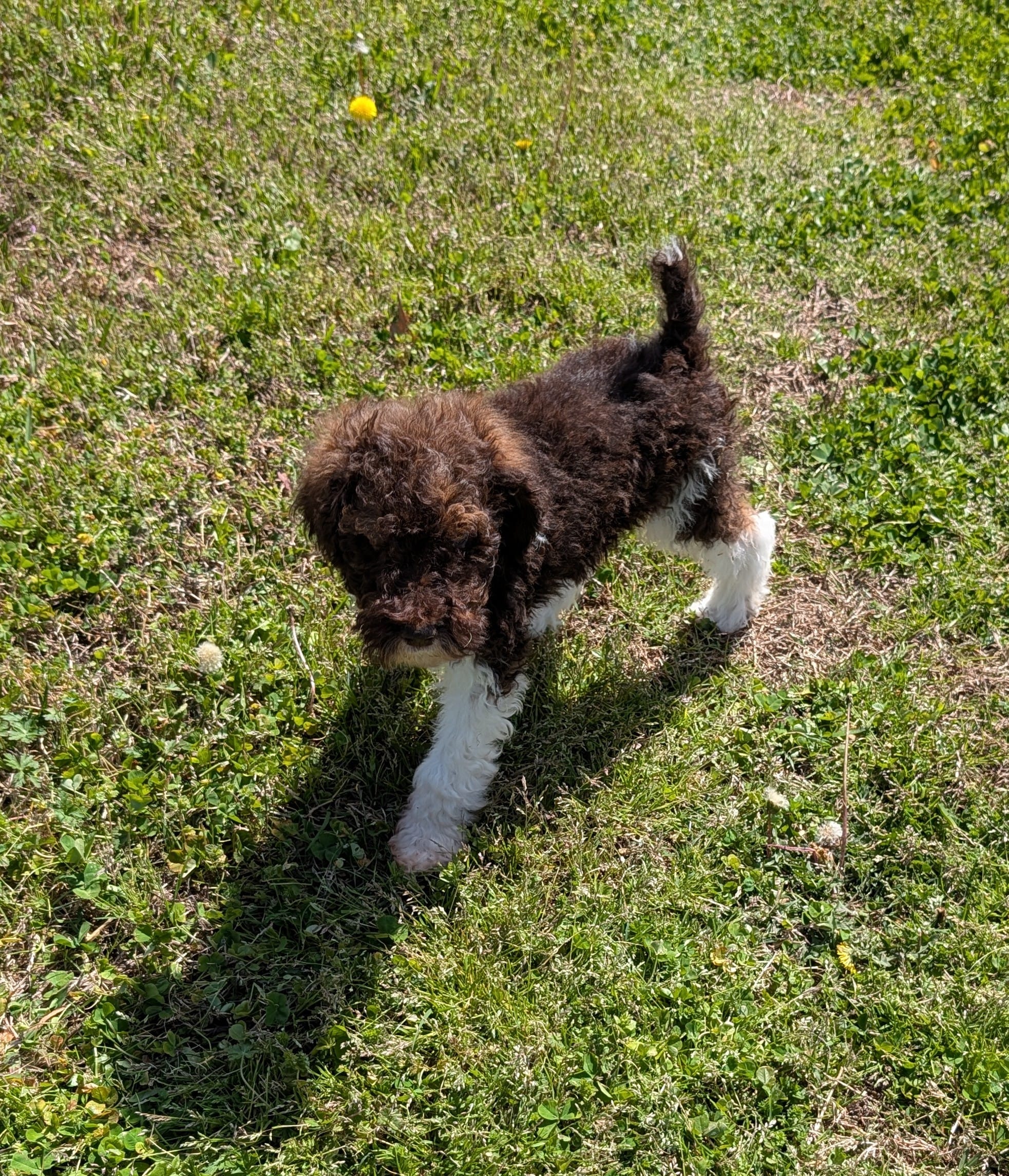 Poodle  – Poodle - Standard  puppy for sale in Rocky Mount, NC
