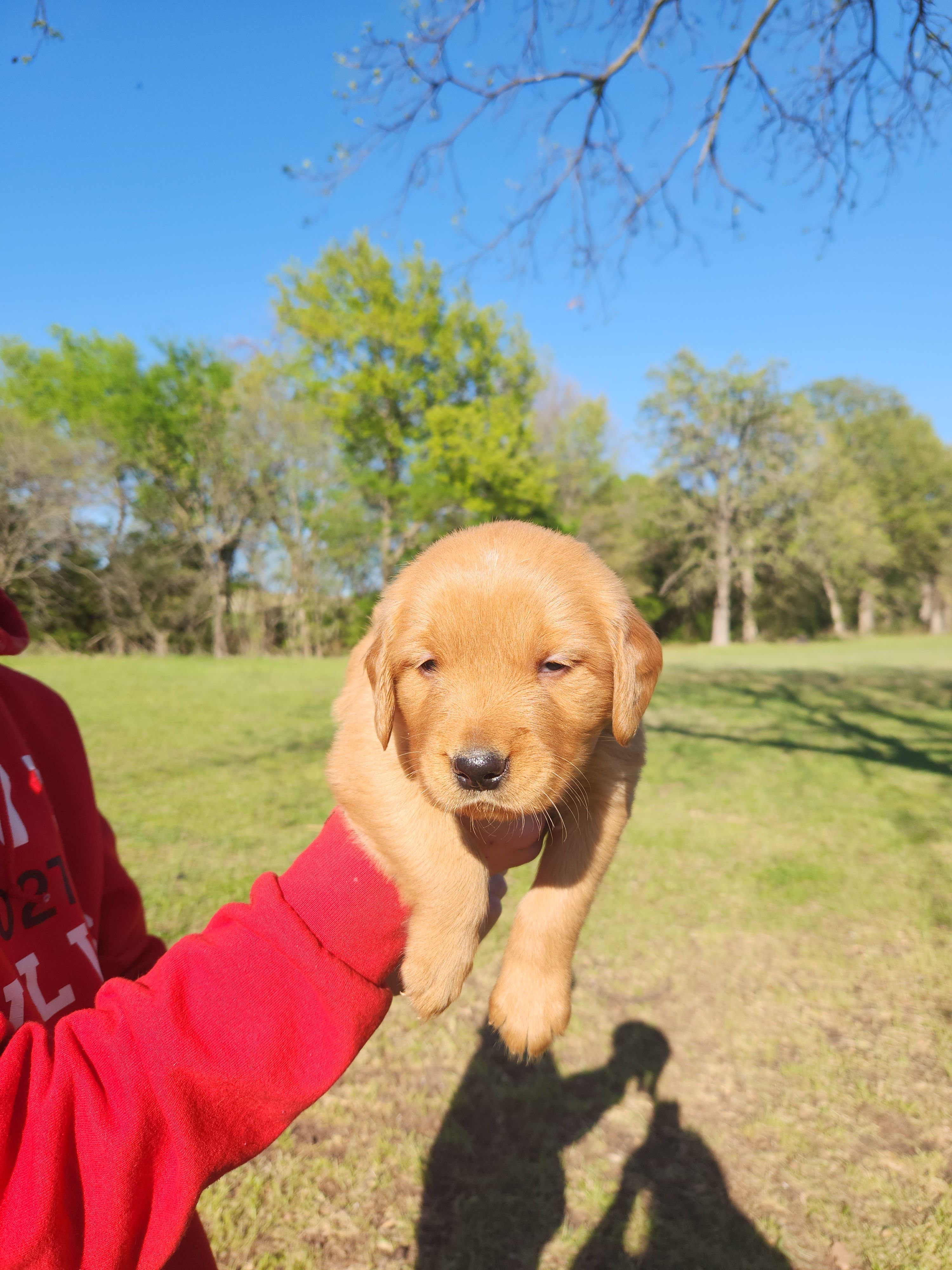 Black  – Golden Retriever puppy for sale in Wynnewood, OK