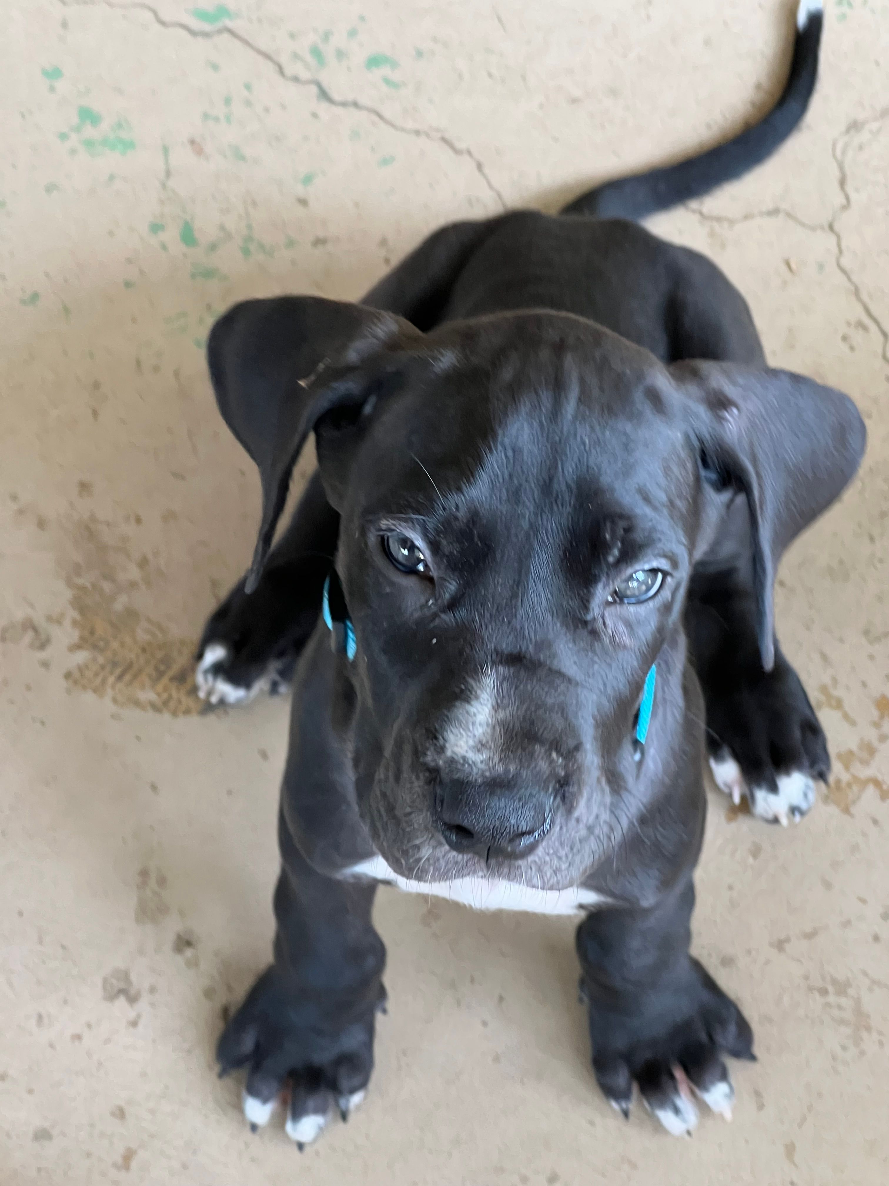 Blue – Great Dane puppy for sale in Bull Shoals, AR