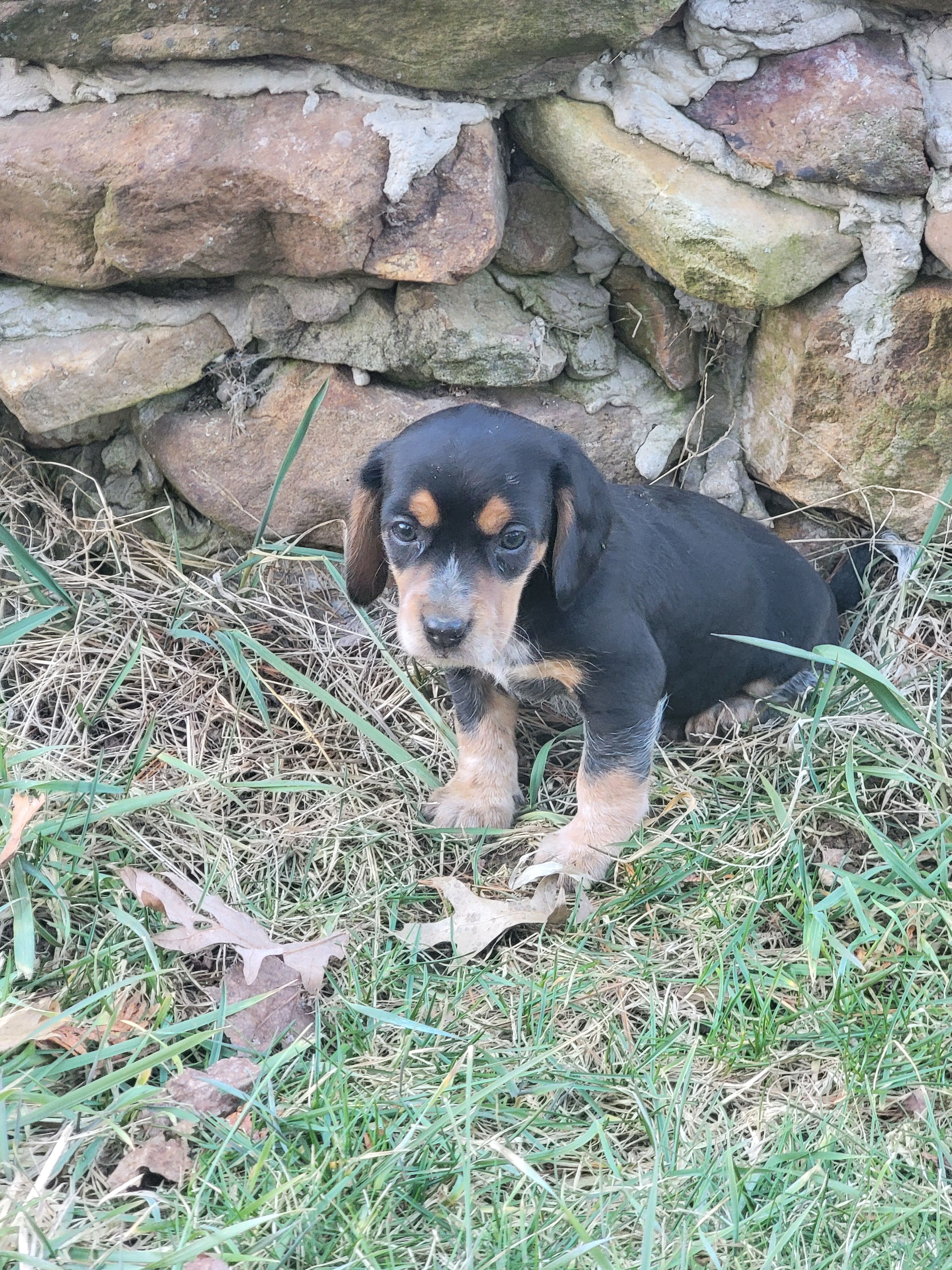 Same – Beagle puppy for sale in Pine Grove, PA