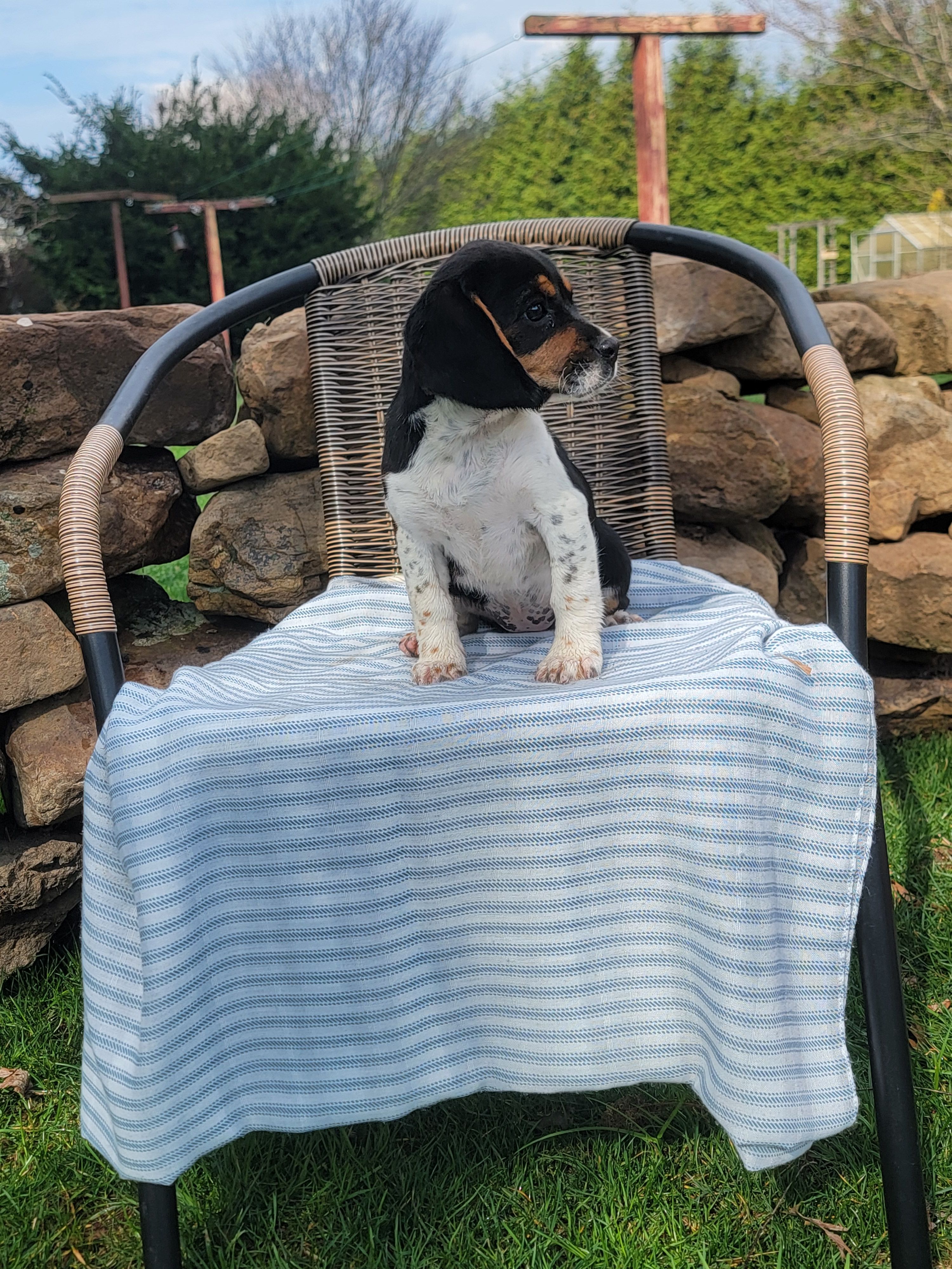 Sarah, a female Beagle for sale in Pine Grove, PA – Photo 4 of 4