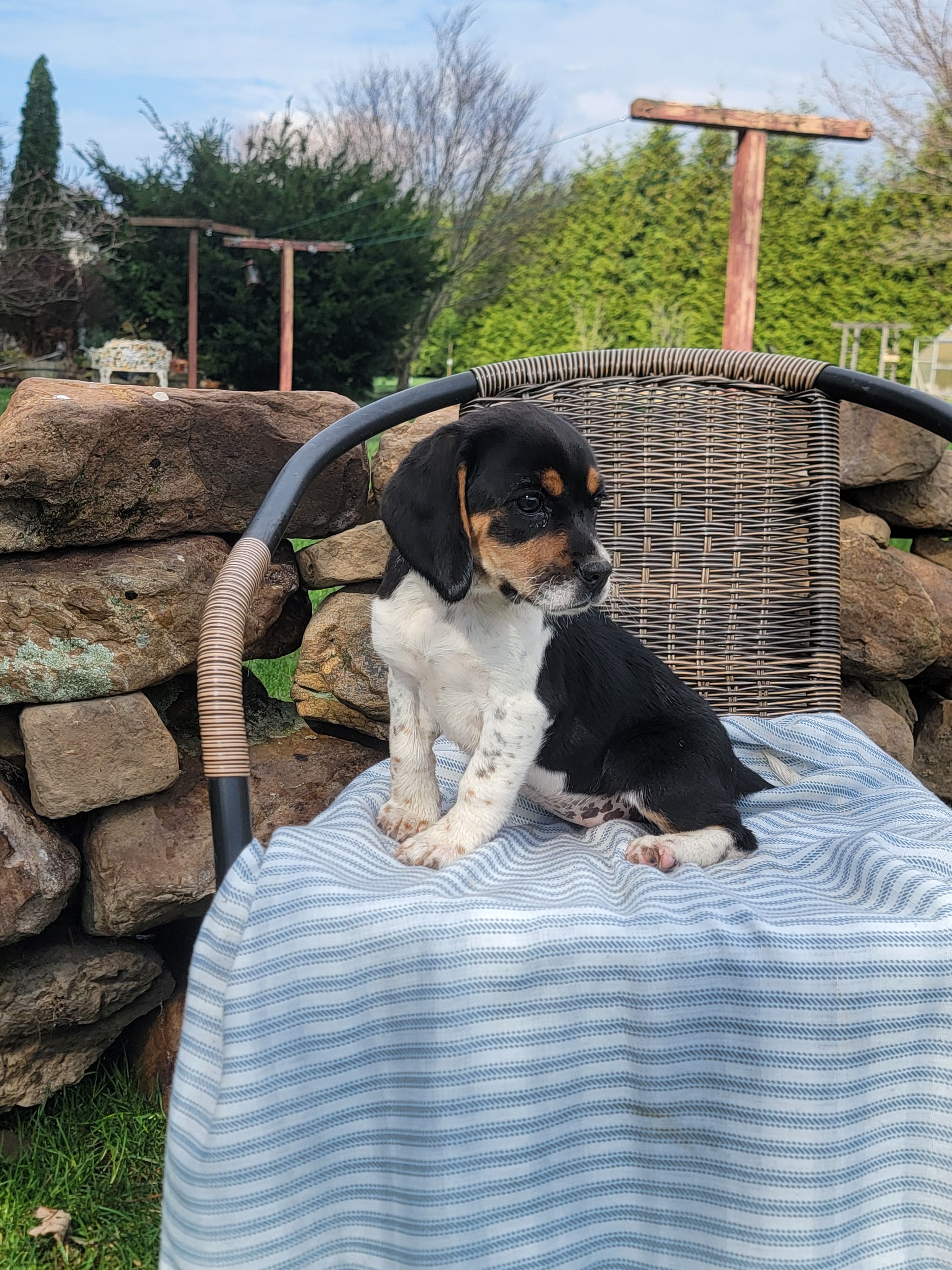 Sarah, a female Beagle for sale in Pine Grove, PA – Photo 3 of 4