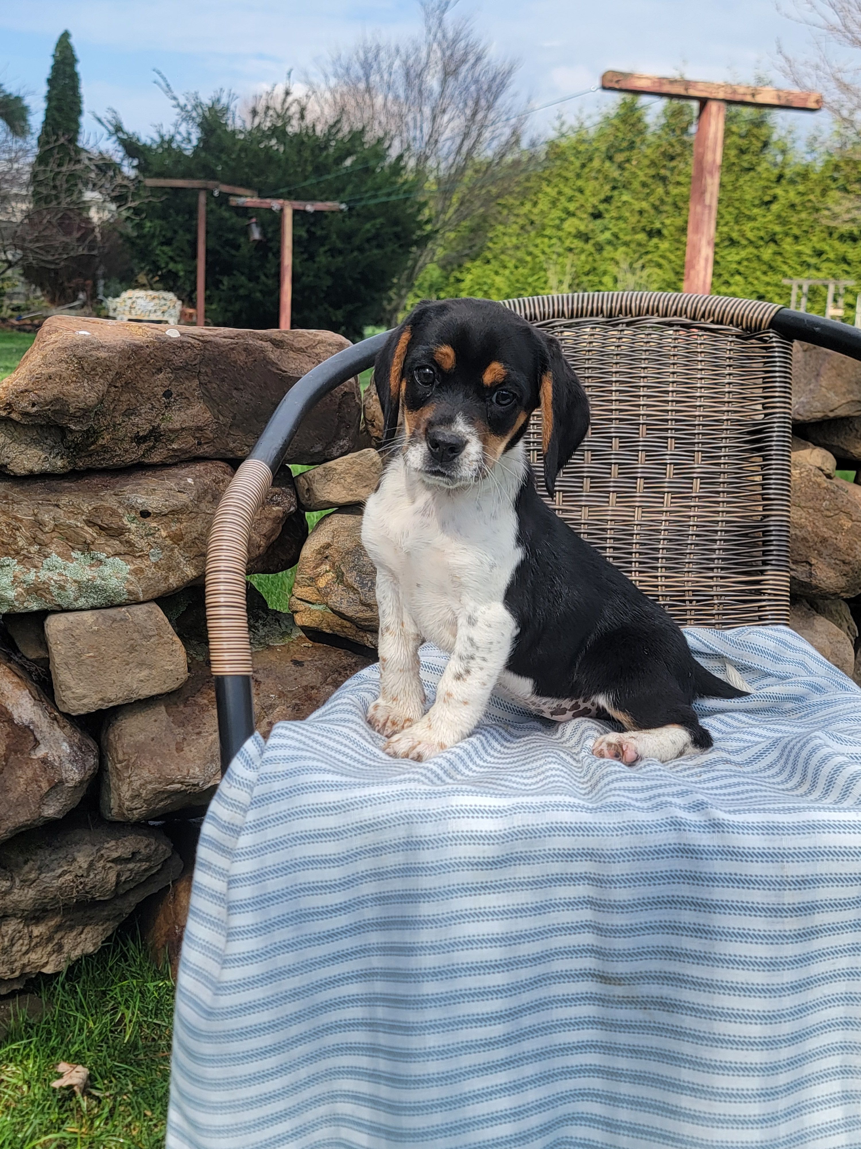 Sarah – Beagle puppy for sale in Pine Grove, PA