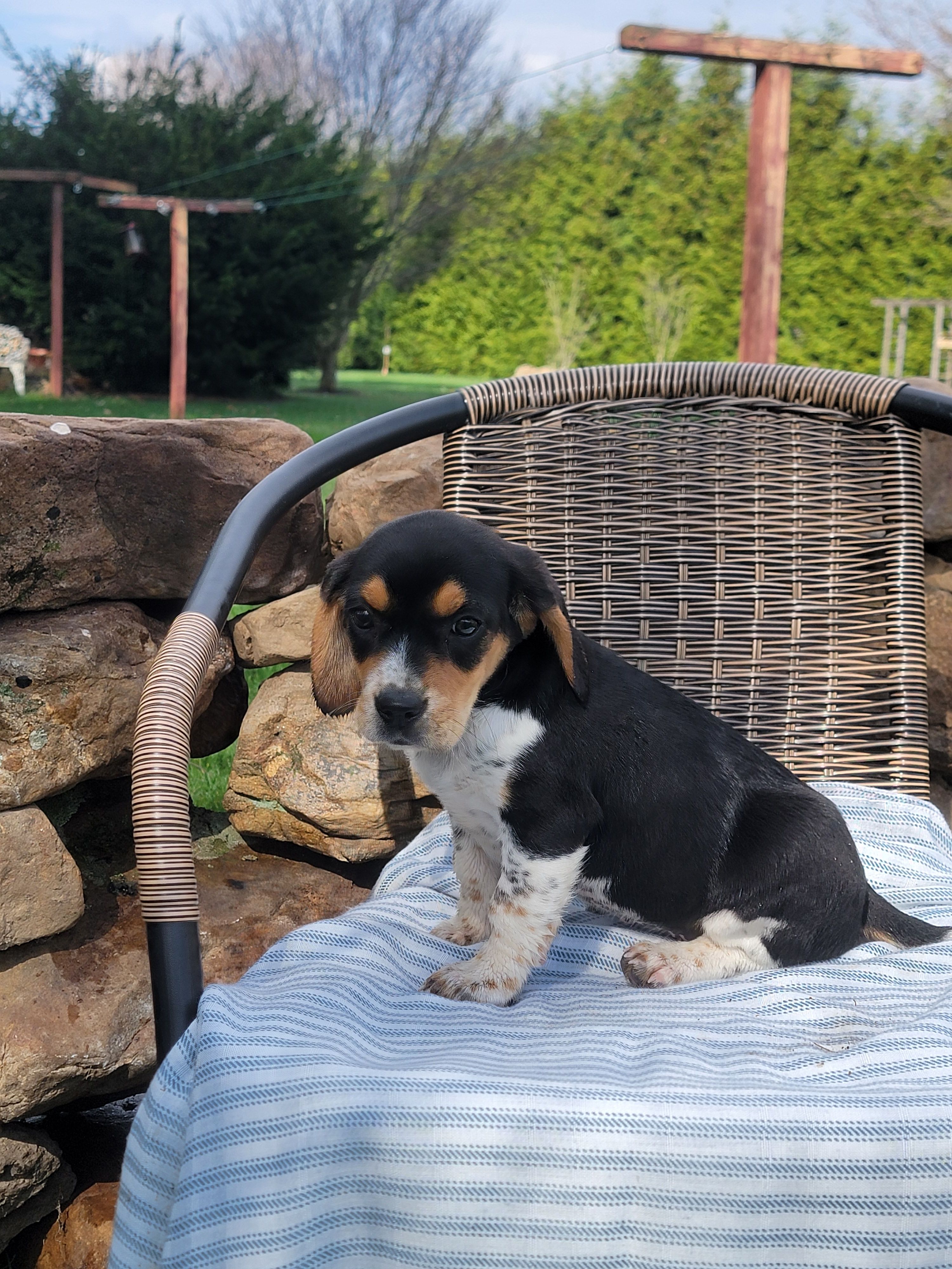 Sally, a female Beagle for sale in Pine Grove, PA – Photo 3 of 5