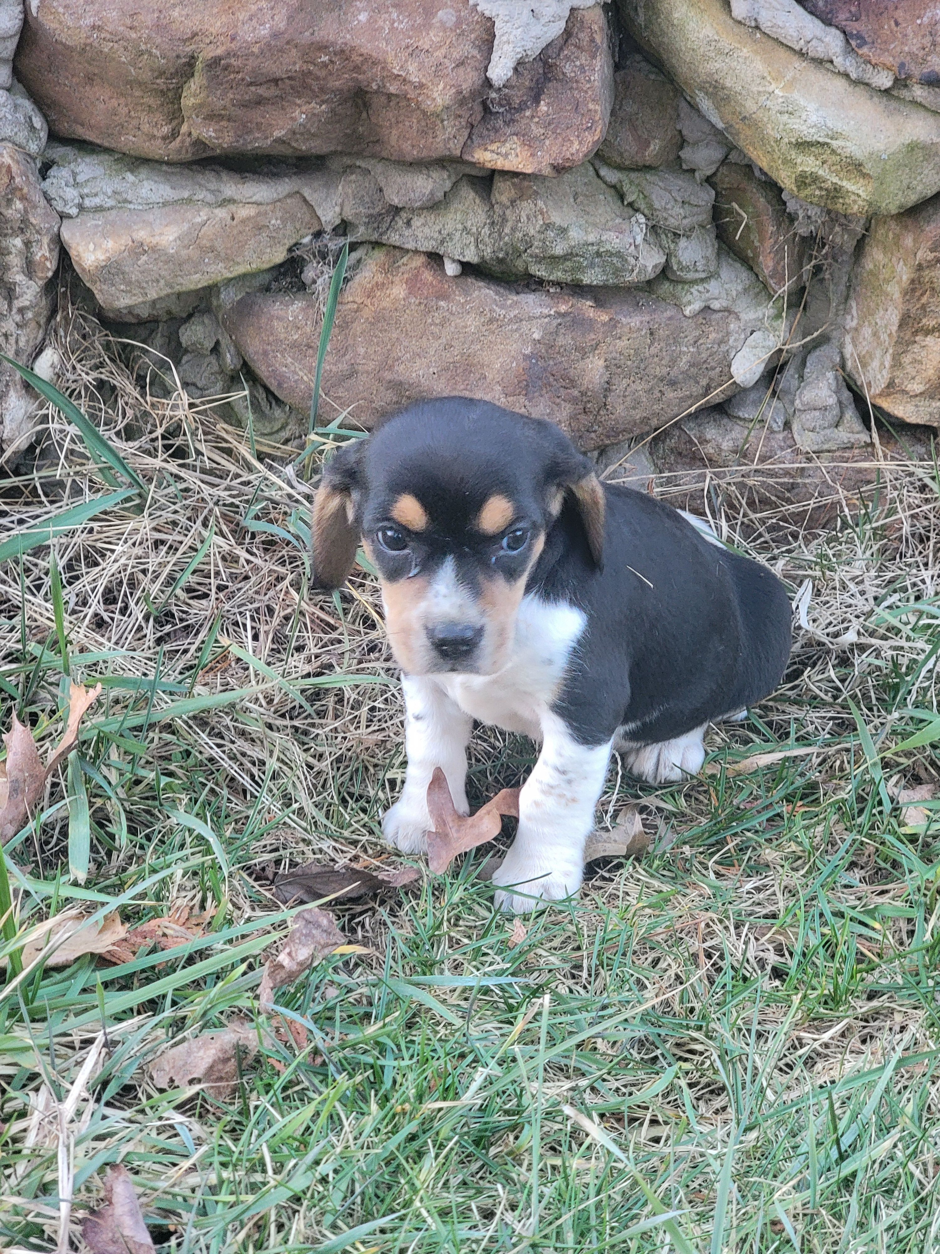 Sally, a female Beagle for sale in Pine Grove, PA – Photo 2 of 3