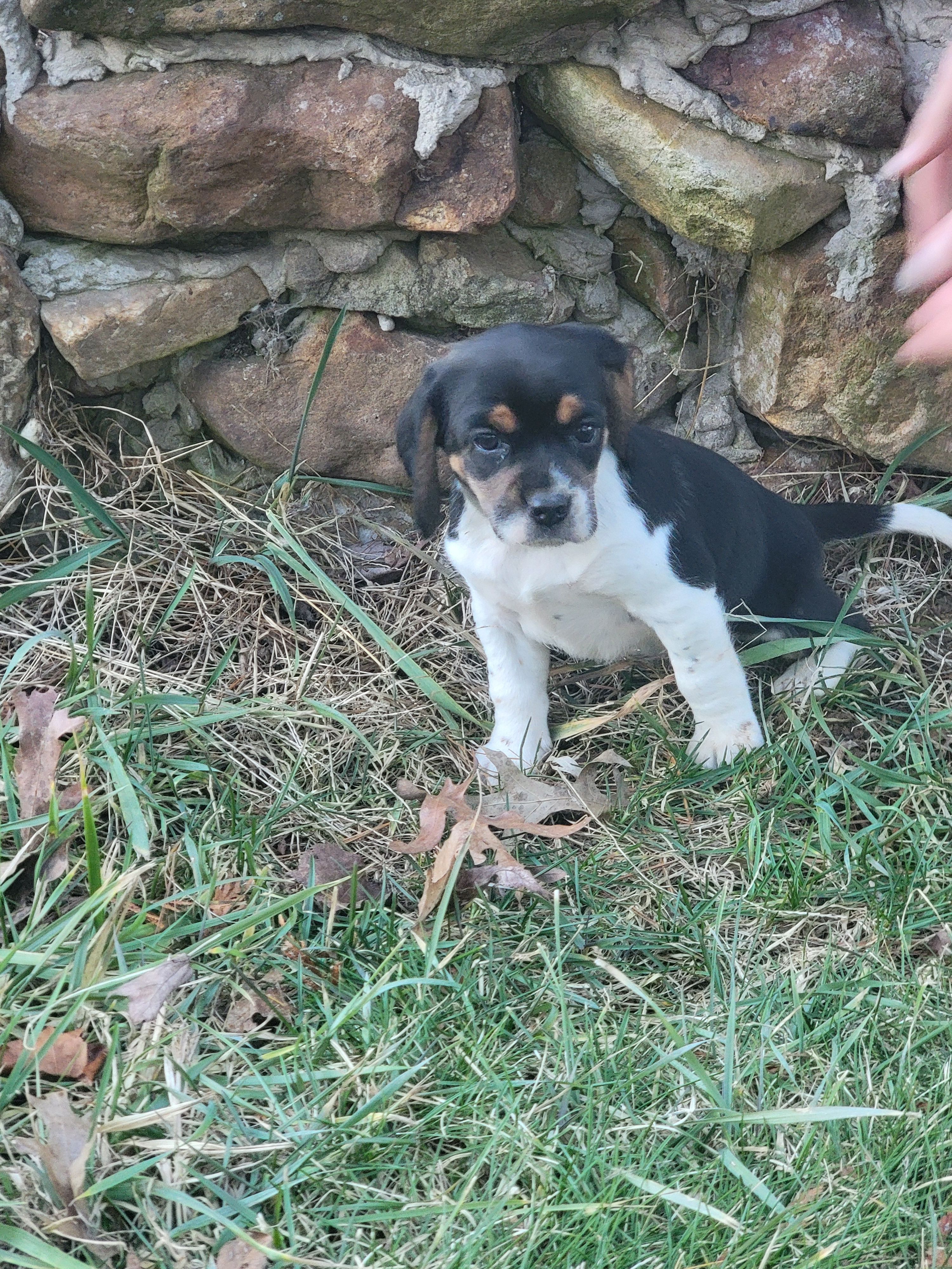 Sarah, a female Beagle for sale in Pine Grove, PA – Photo 3 of 3