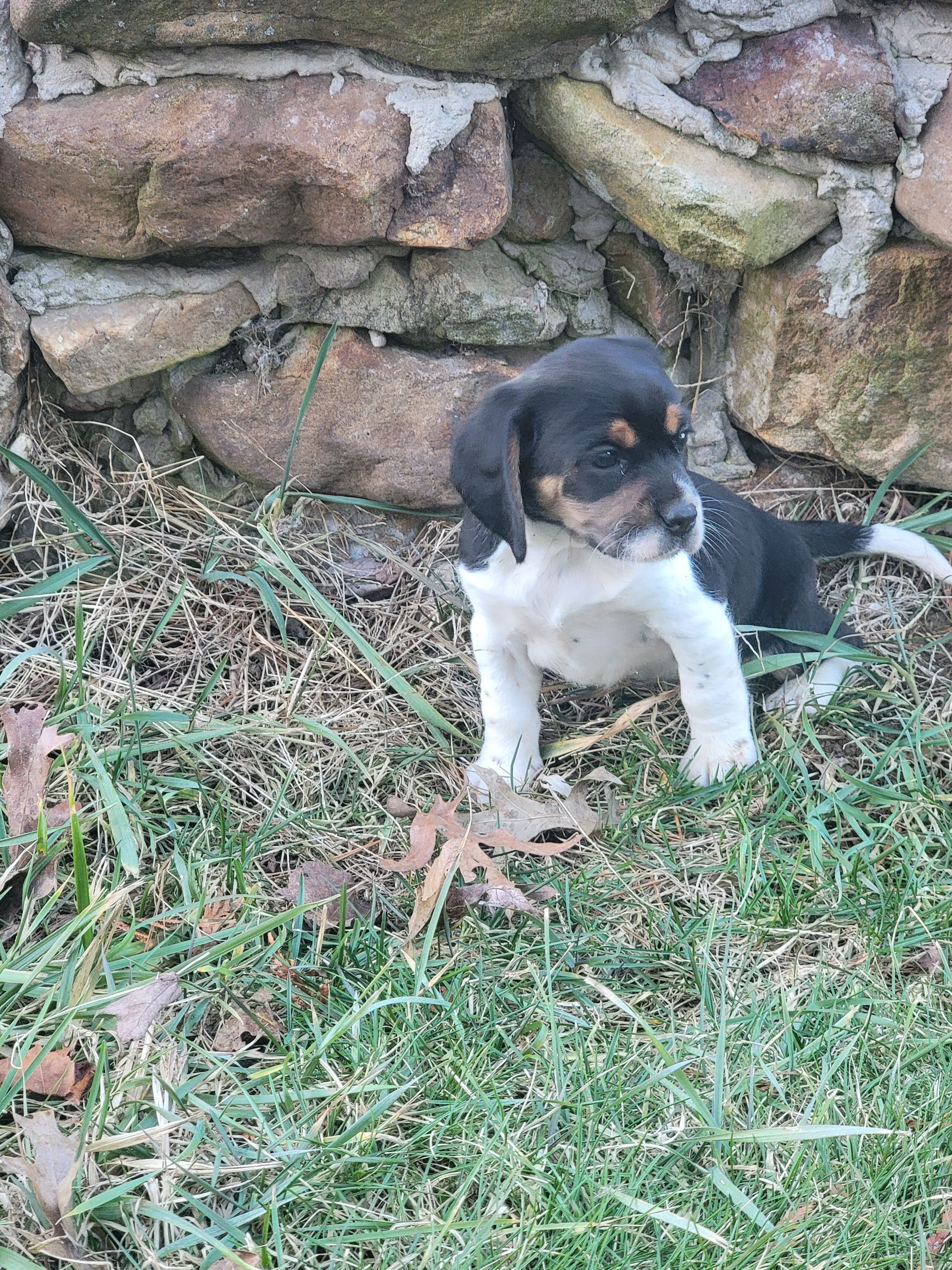 Sarah, a female Beagle for sale in Pine Grove, PA – Photo 2 of 3