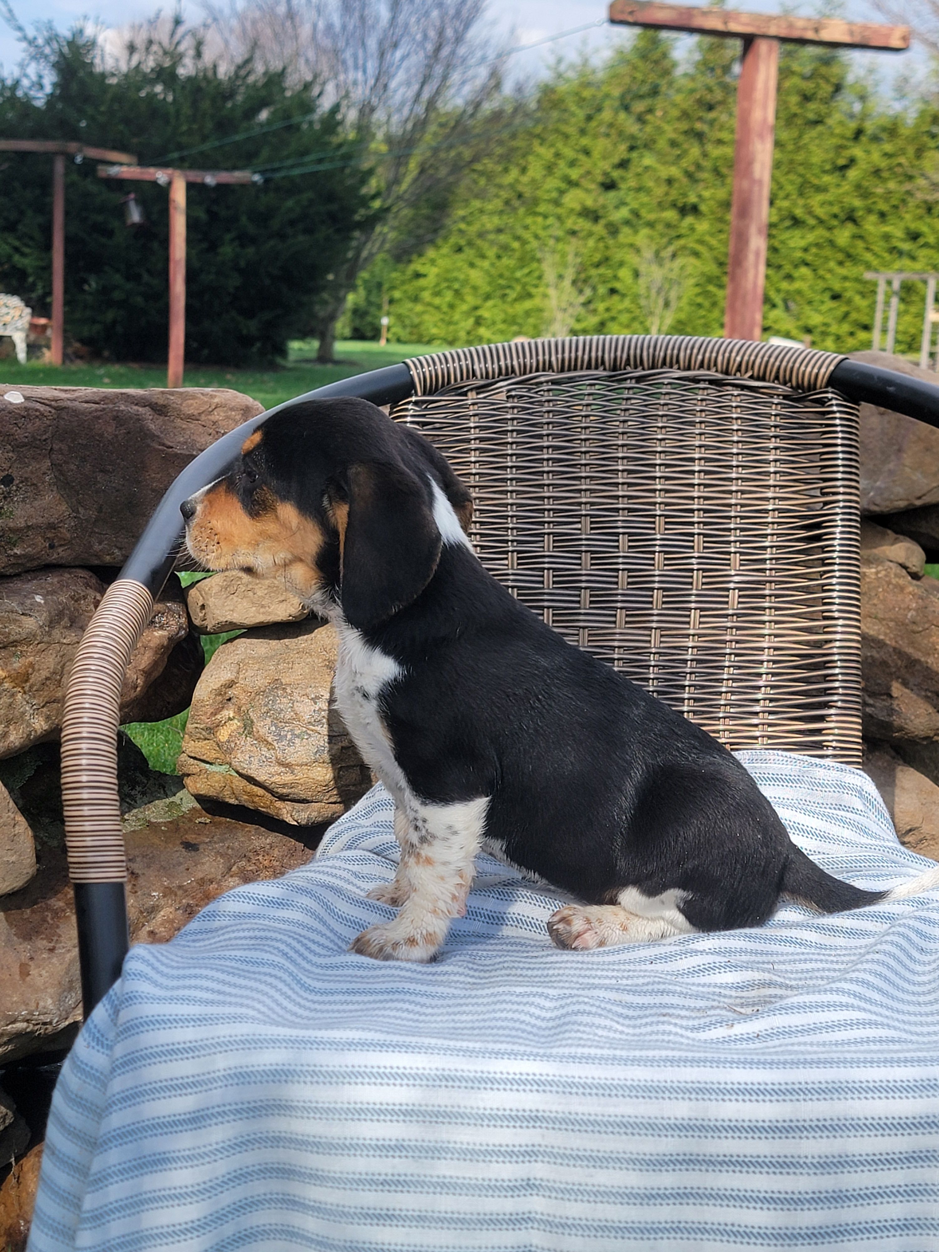Sally, a female Beagle for sale in Pine Grove, PA – Photo 2 of 5