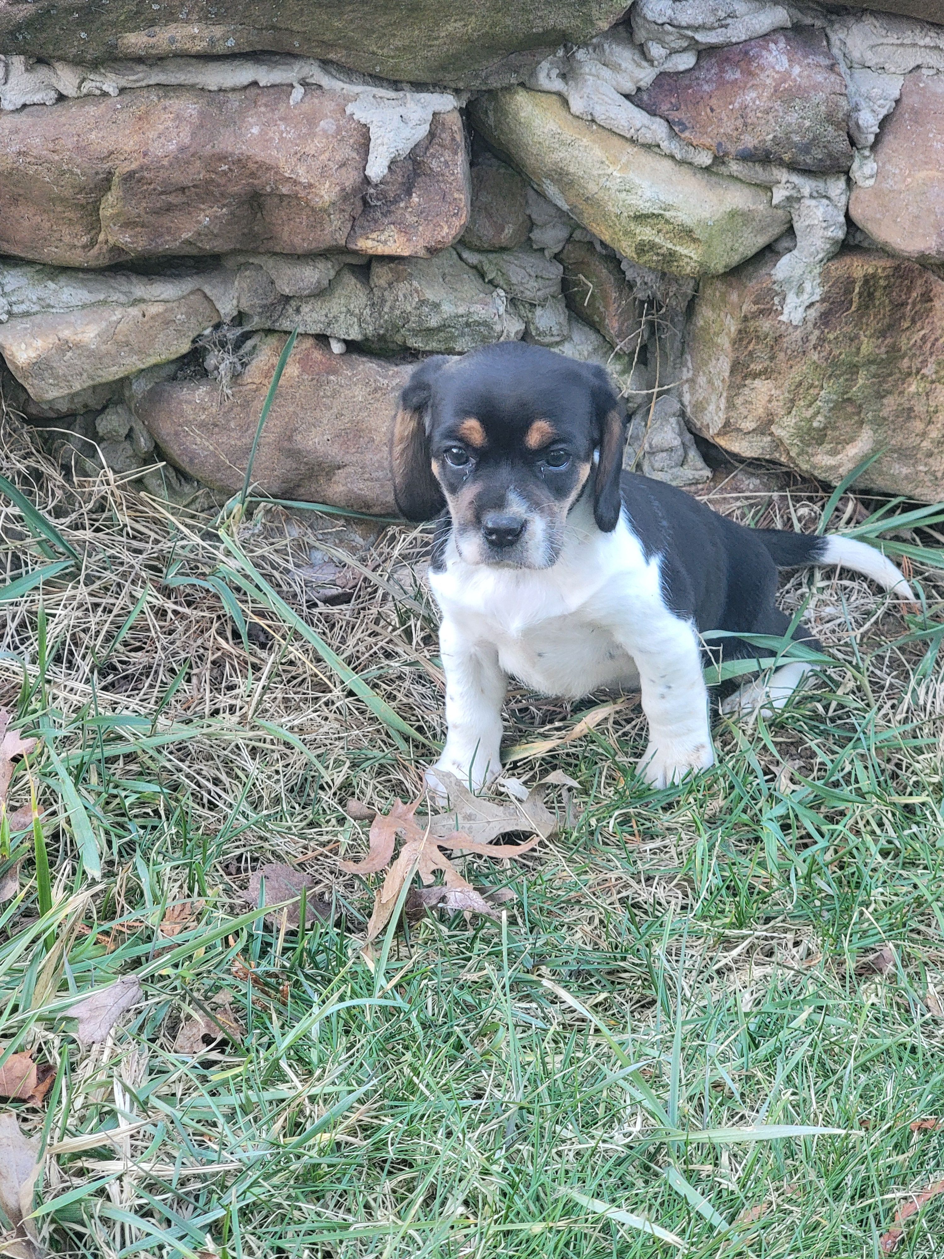 Sarah – Beagle puppy for sale in Pine Grove, PA