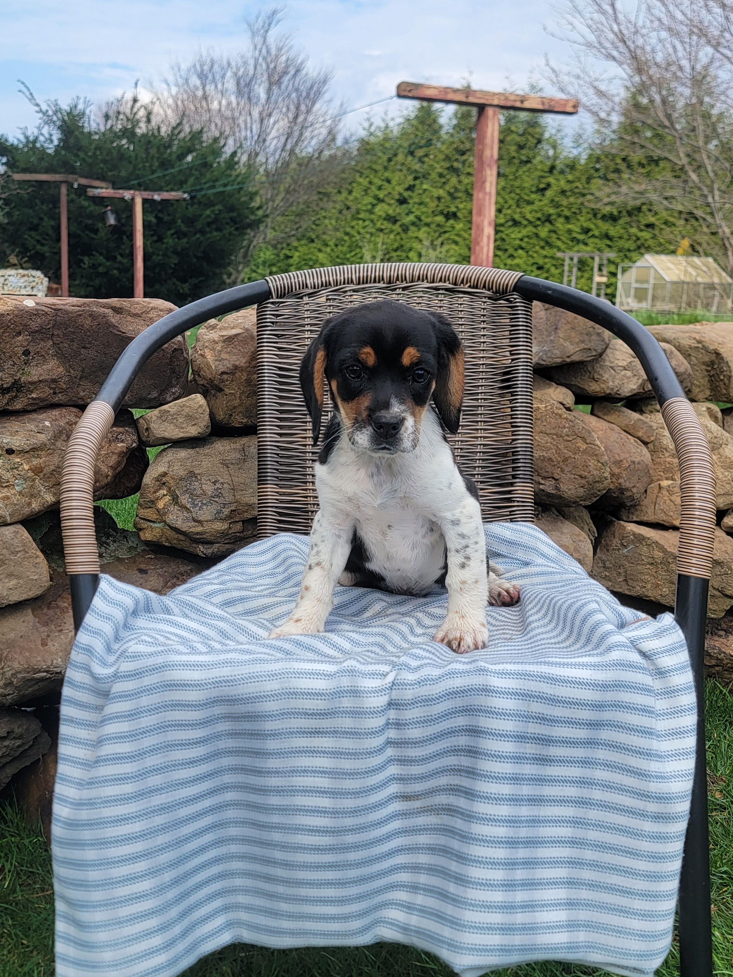 Sarah, a female Beagle for sale in Pine Grove, PA – Photo 2 of 4