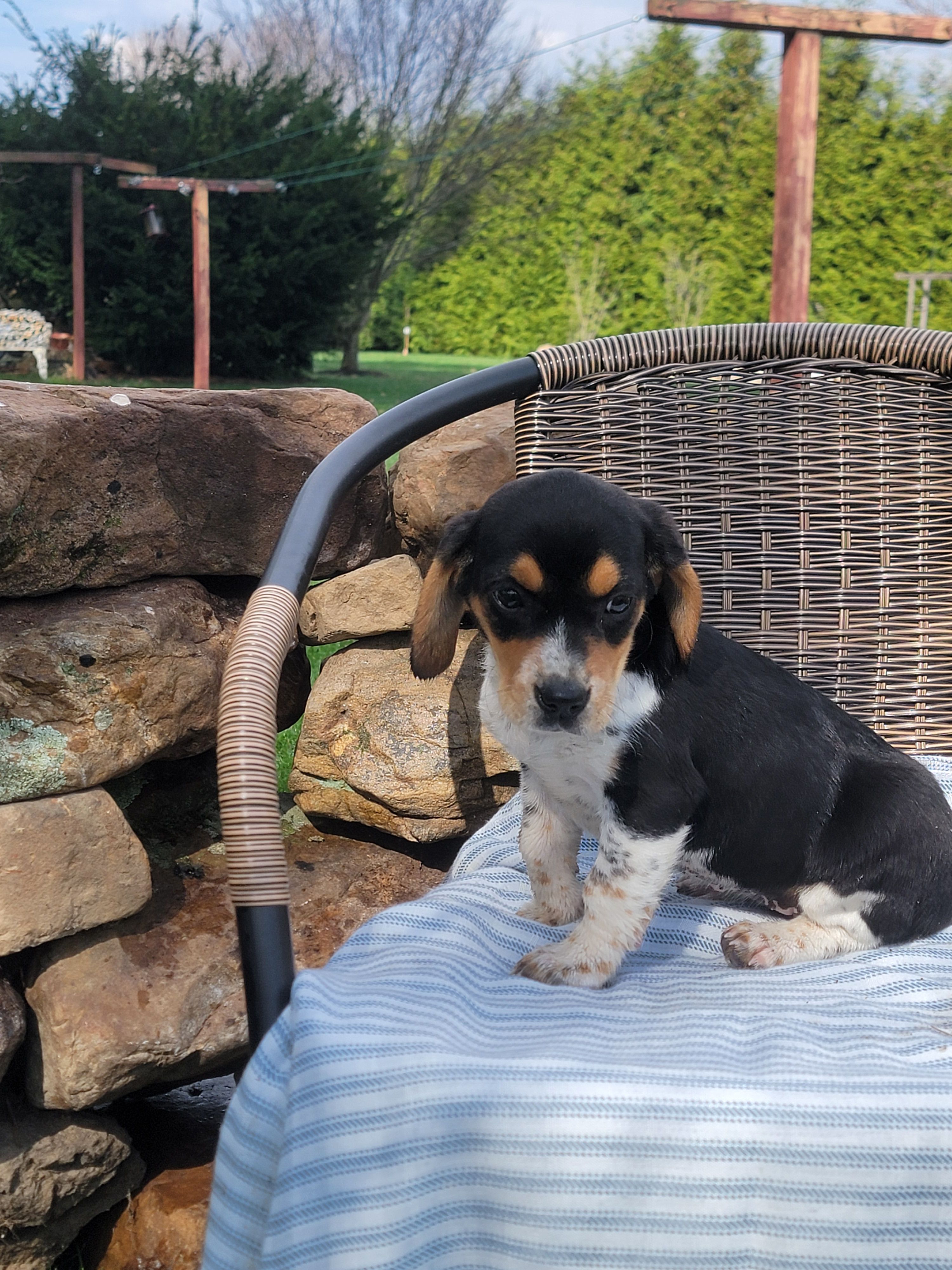 Sally, a female Beagle for sale in Pine Grove, PA – Photo 5 of 5