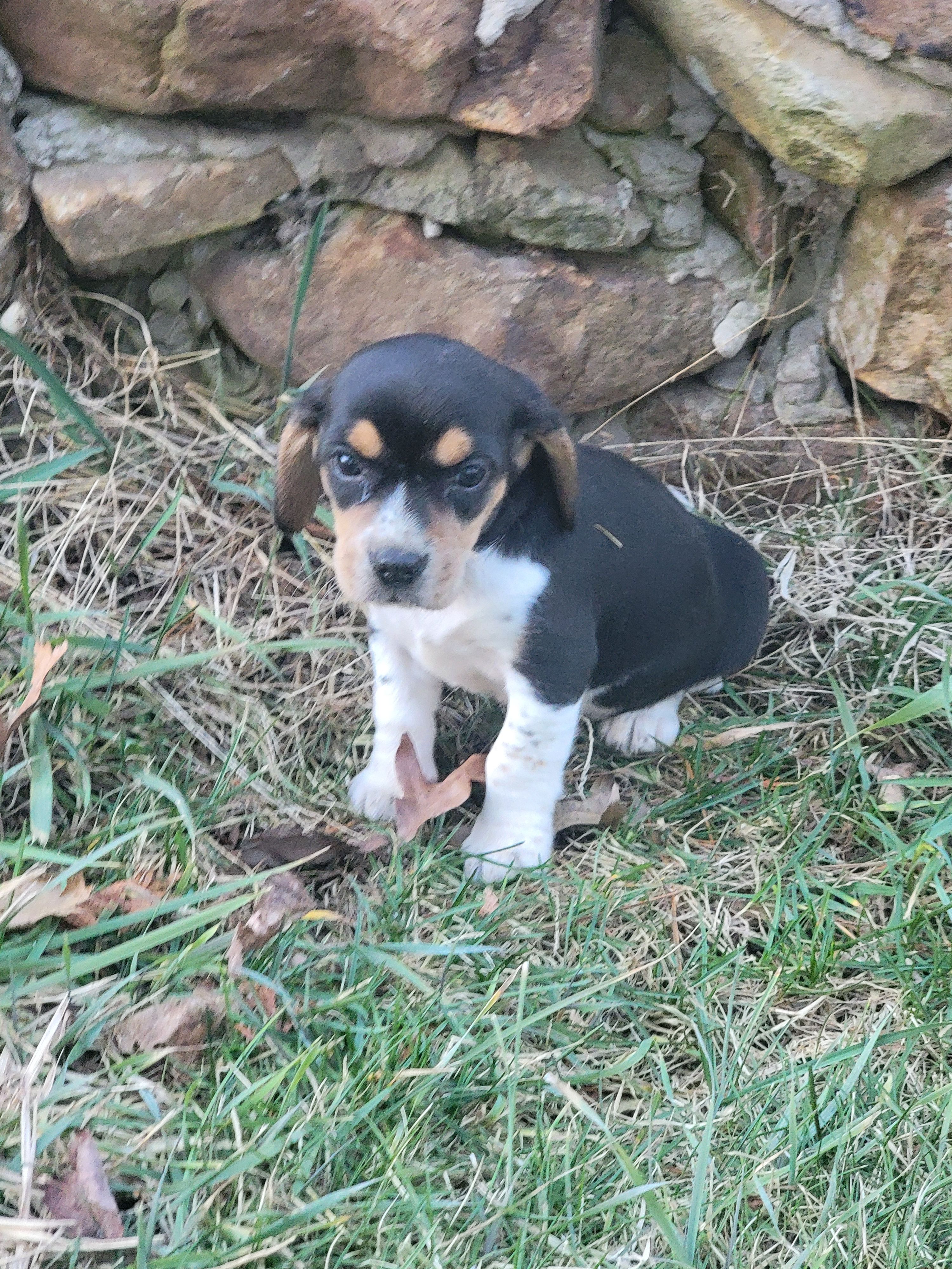 Sally – Beagle puppy for sale in Pine Grove, PA
