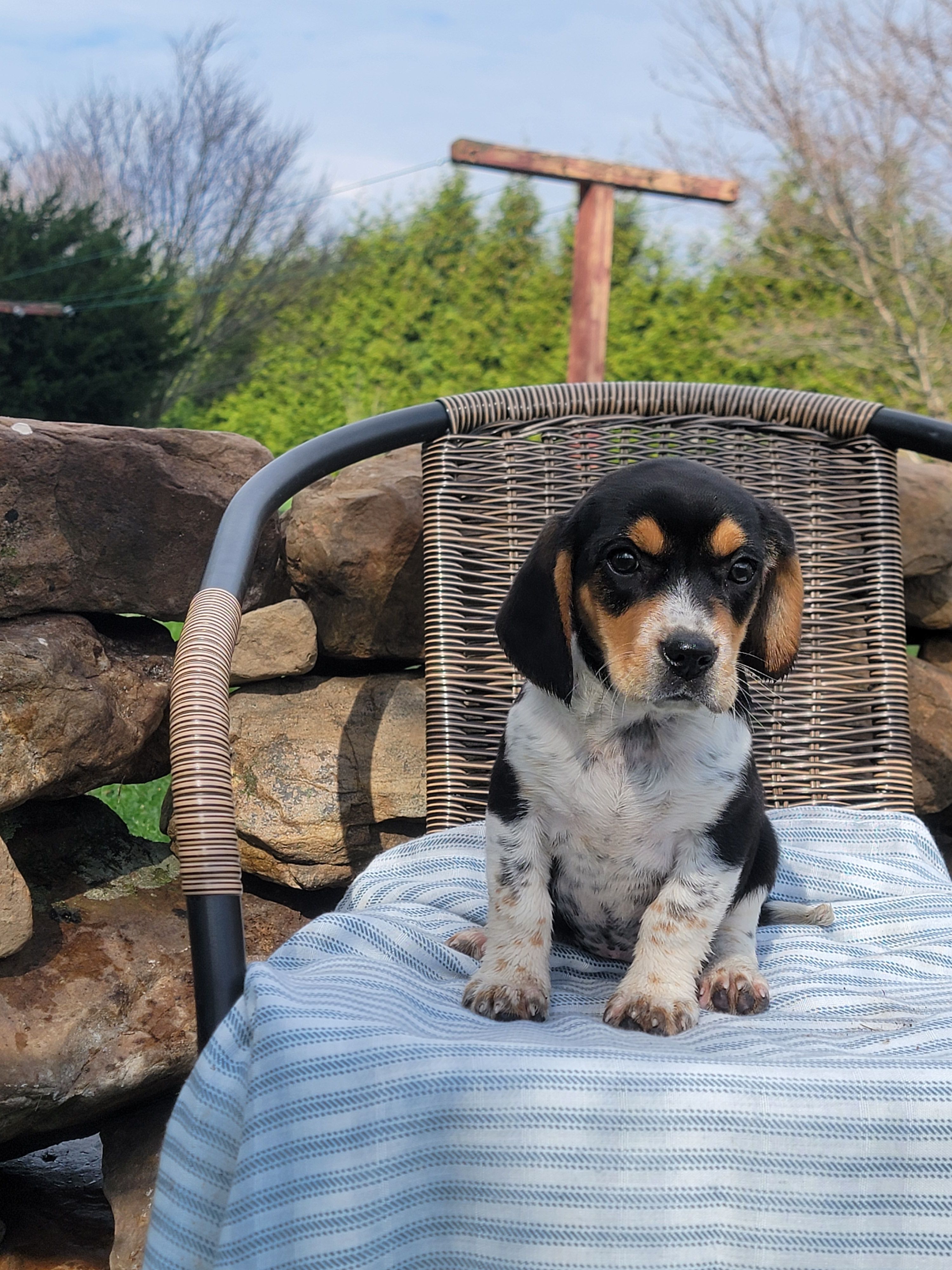 Sally – Beagle puppy for sale in Pine Grove, PA