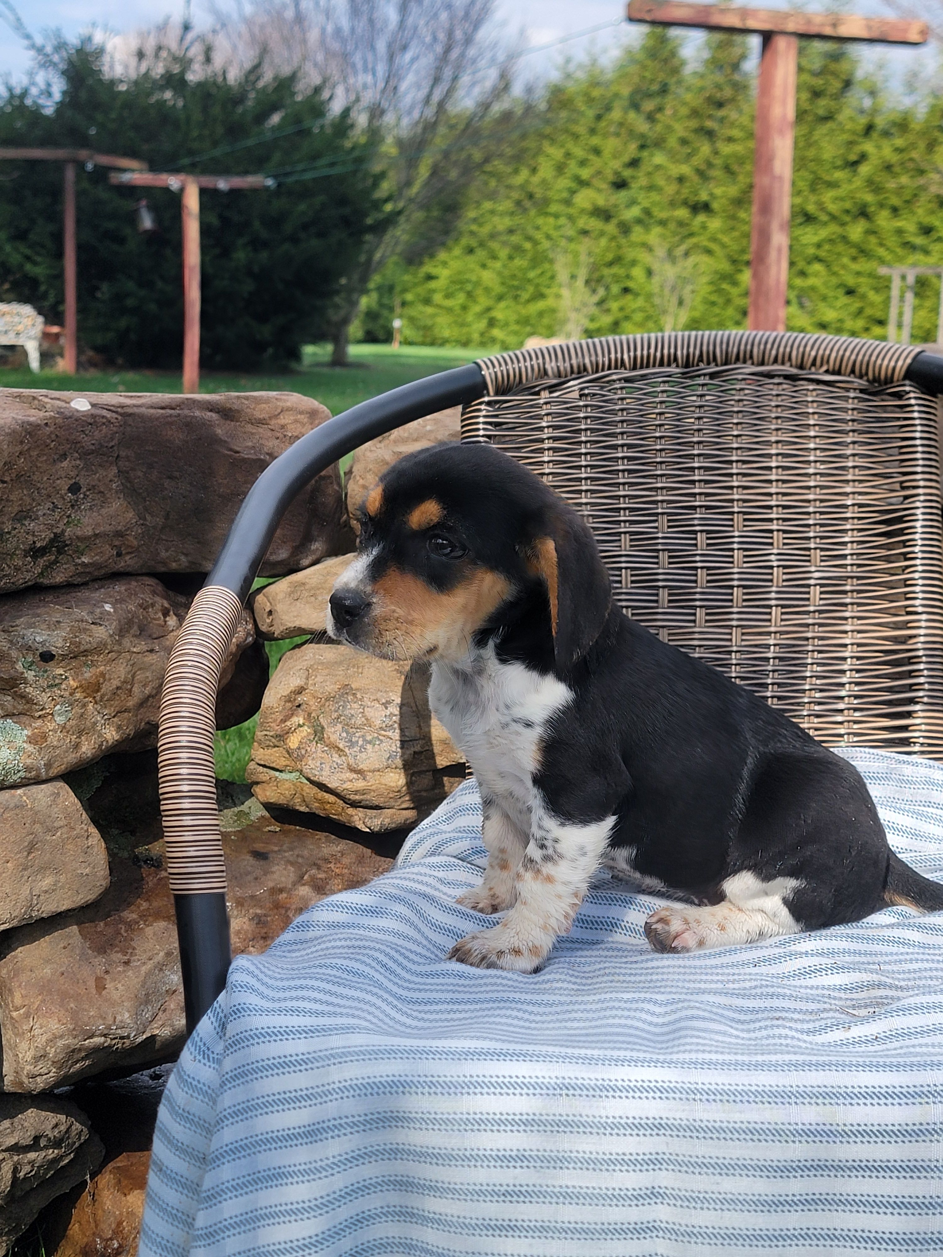Sally, a female Beagle for sale in Pine Grove, PA – Photo 4 of 5