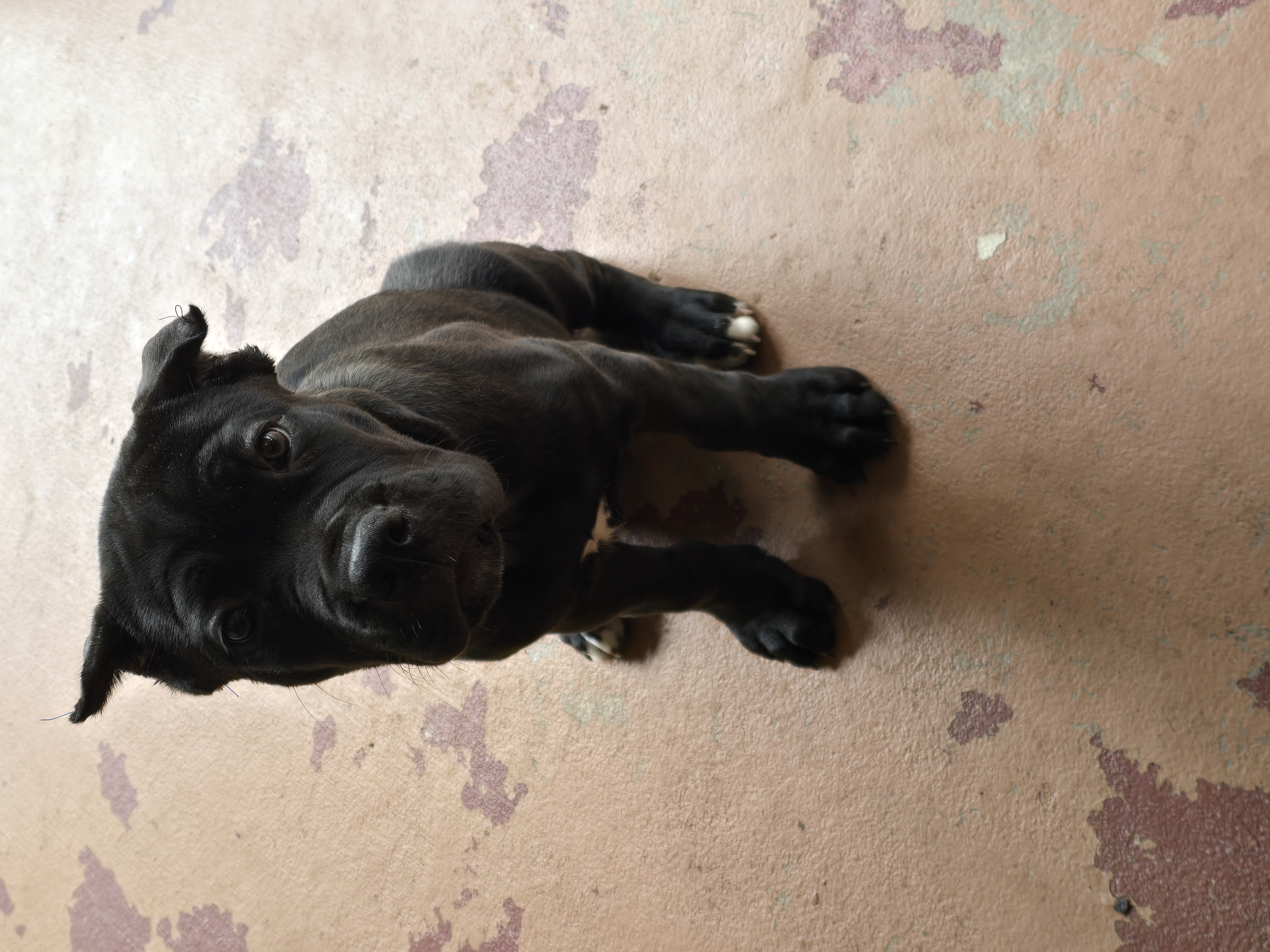 AKC YELLOW FEMALE – Cane Corso puppy for sale in Orlando, FL