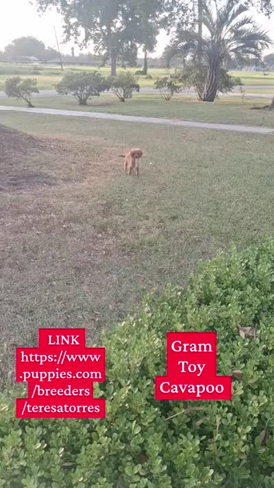 Gram TOY SIZE  CAVAPOO0, a male Cavapoo and Poodle - Toy  for sale in Garyville, LA – 4 of 9
