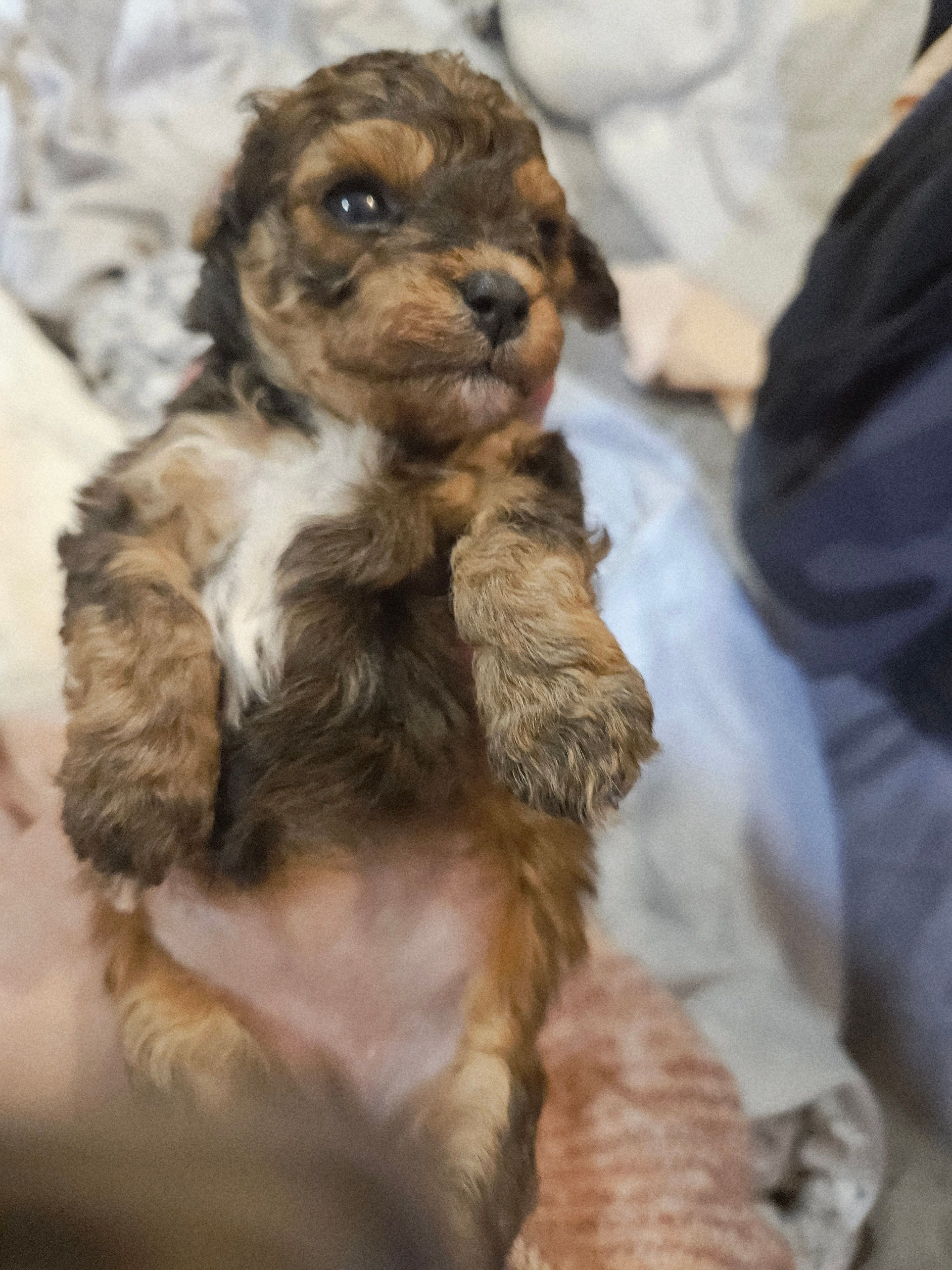 Janee – Cavapoo, Poodle - Toy  puppy for sale in Garyville, LA