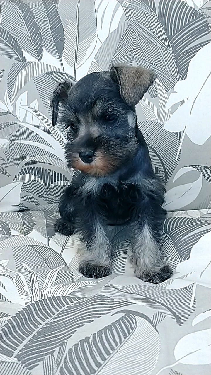 Honey – Miniature Schnauzer puppy for sale in Spokane, WA