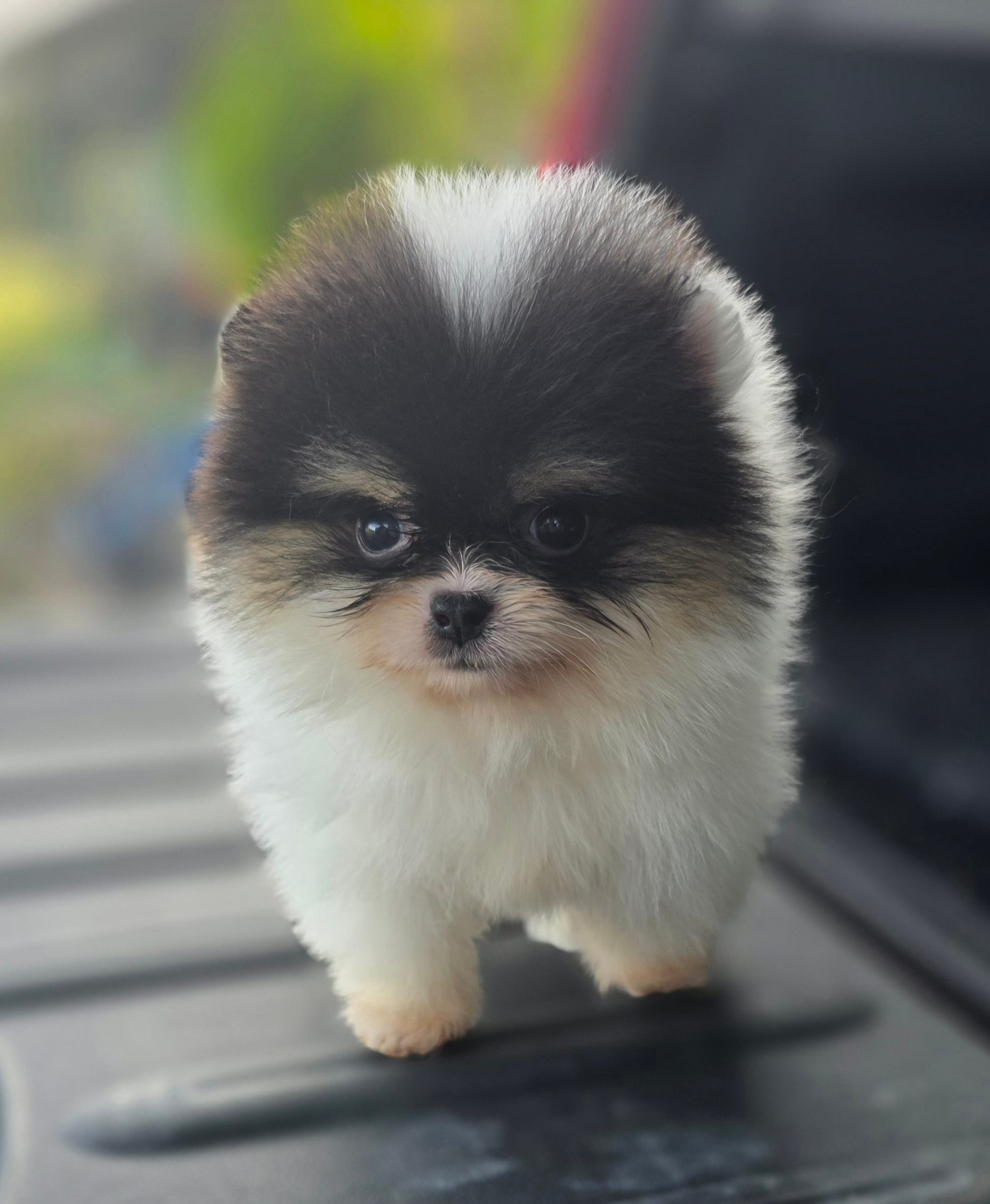 Zorro  – Pomeranian puppy for sale in Redding, CA