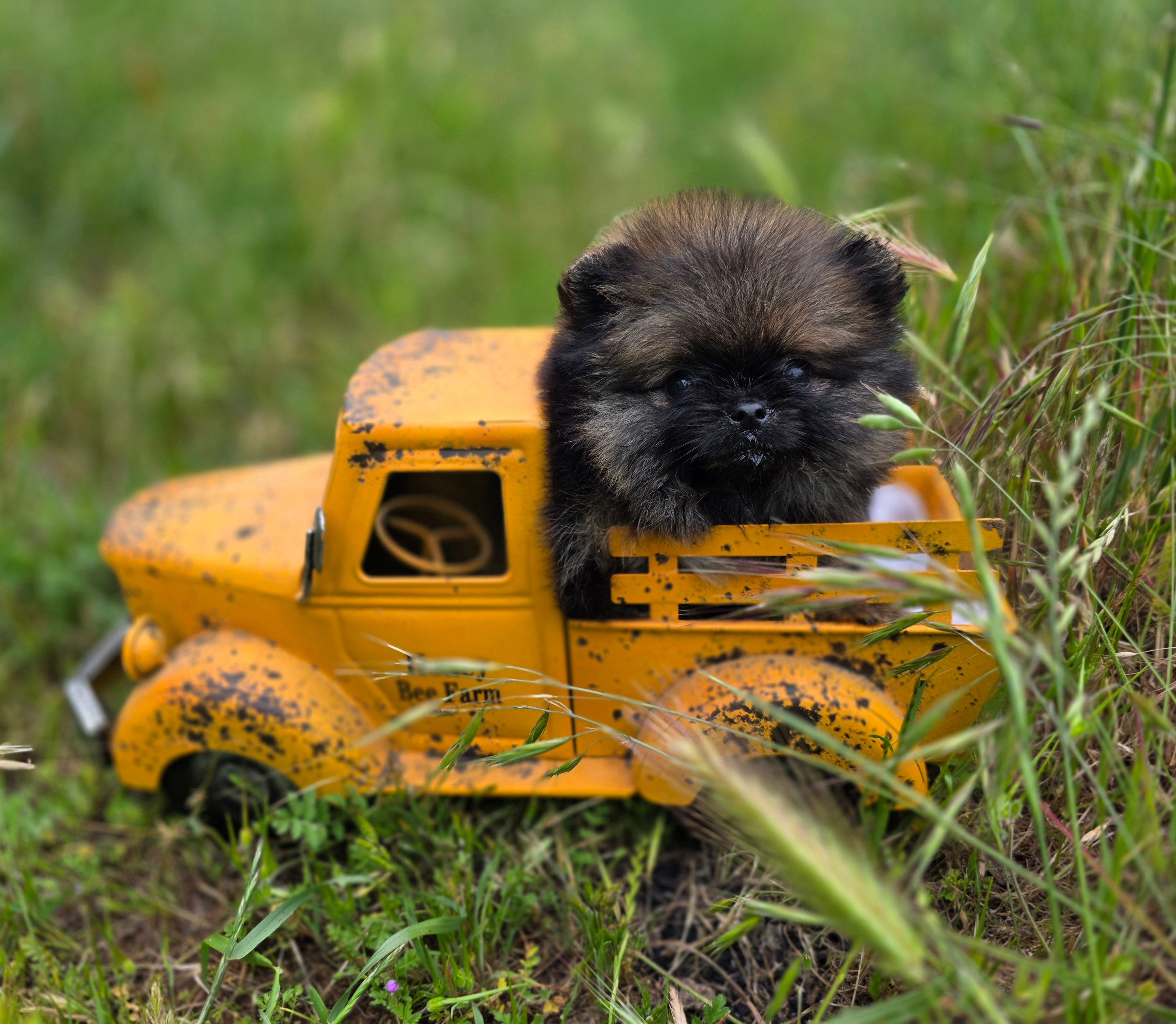 Wookie  – Pomeranian puppy for sale in Redding, CA