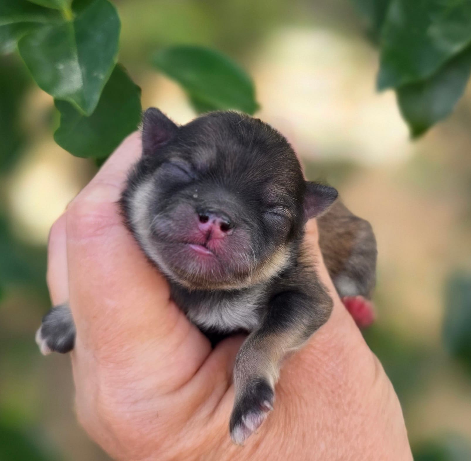 Liberty  – Pomeranian puppy for sale in Redding, CA