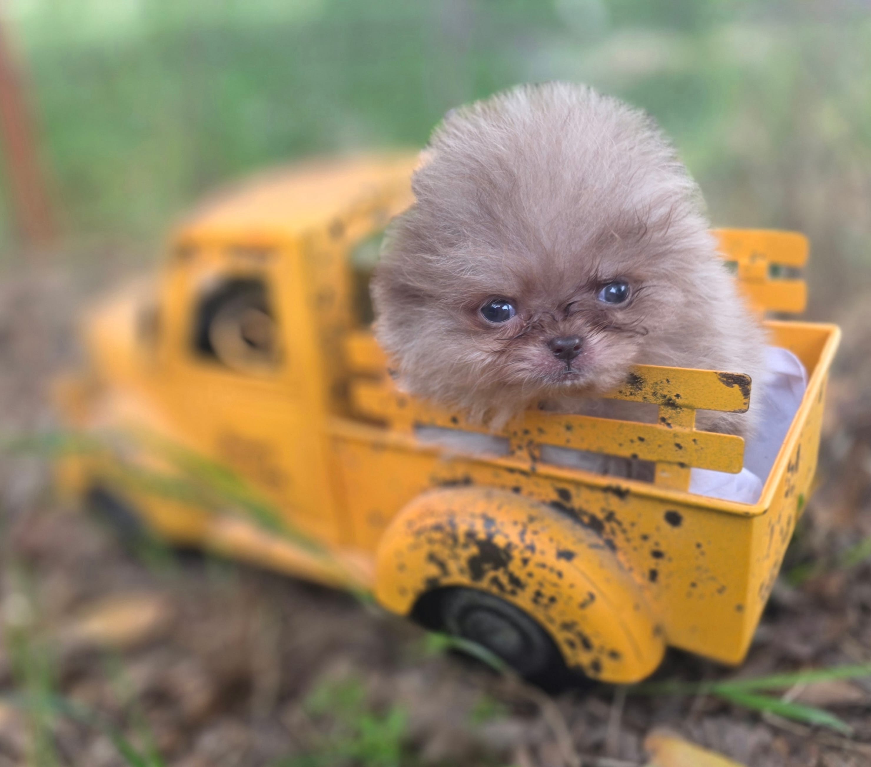 Cadbury  – Pomeranian puppy for sale in Redding, CA