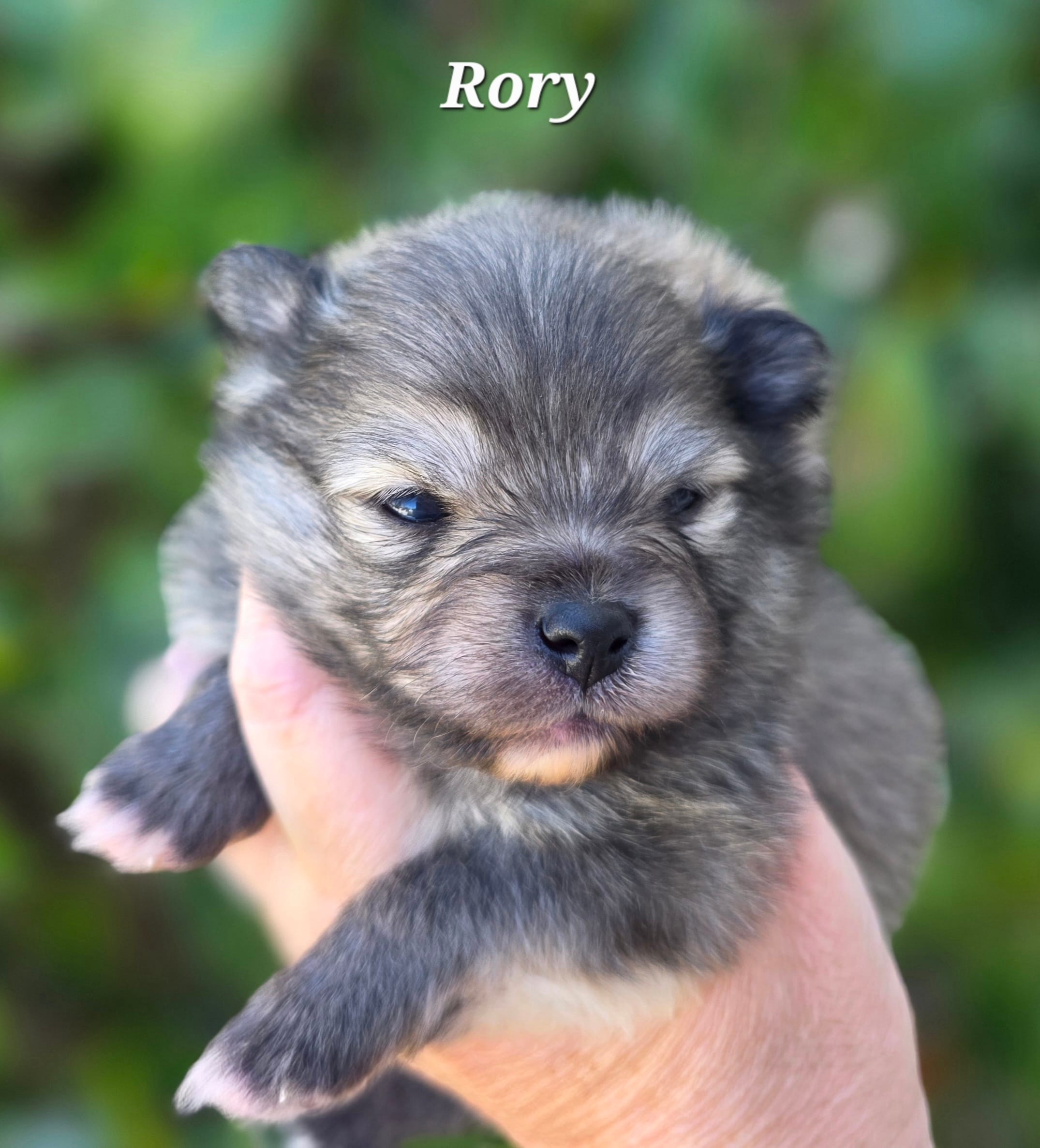 Rory – Pomeranian puppy for sale in Redding, CA