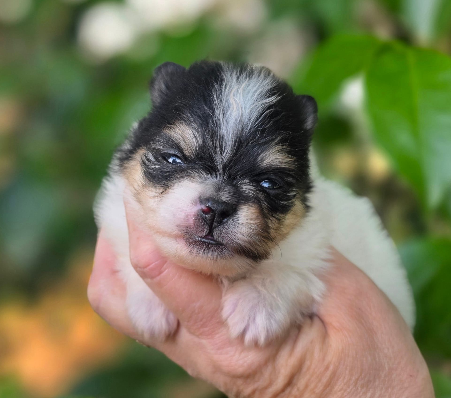 Rumor  – Pomeranian puppy for sale in Redding, CA