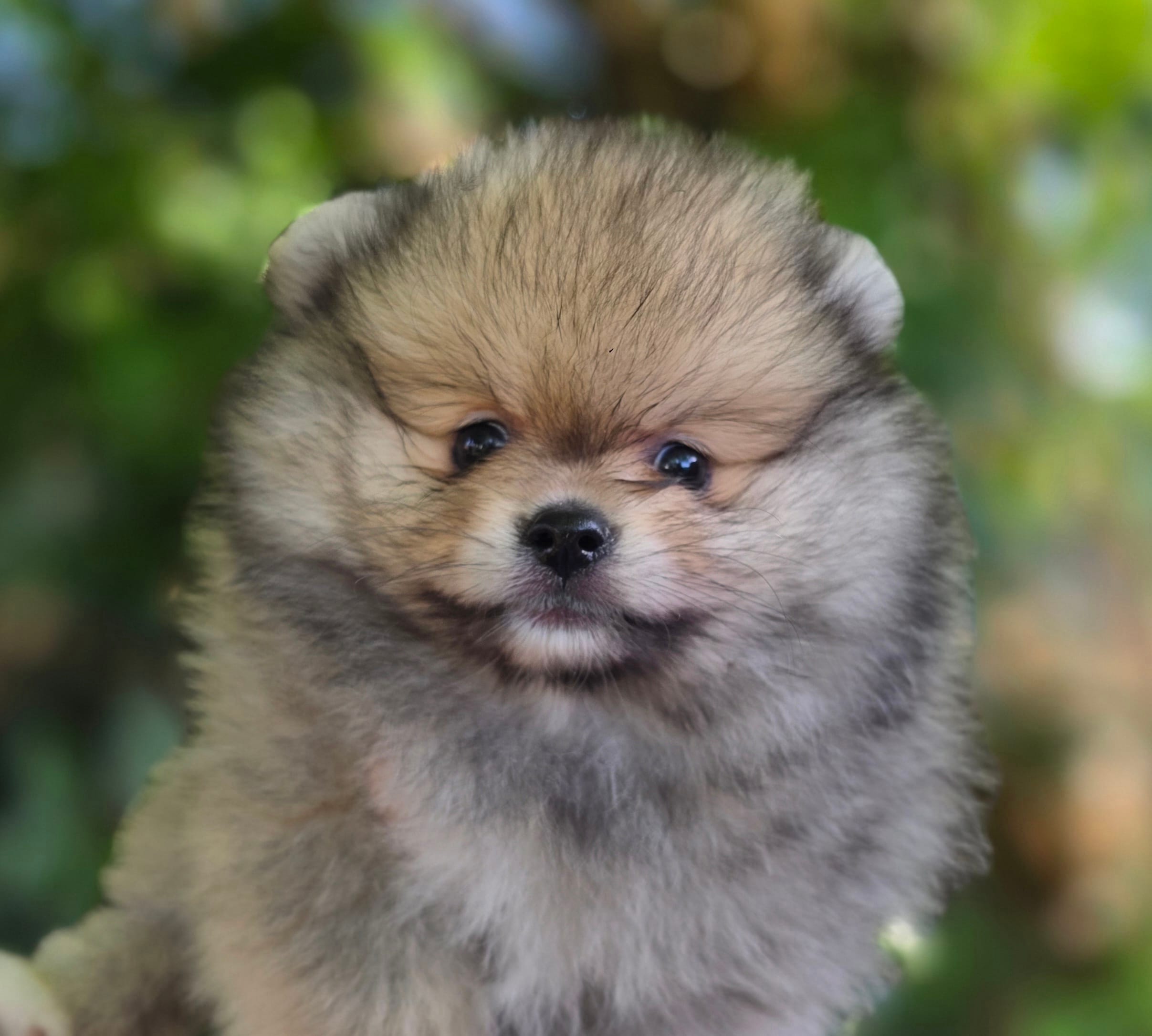 Irish Rover  – Pomeranian puppy for sale in Redding, CA