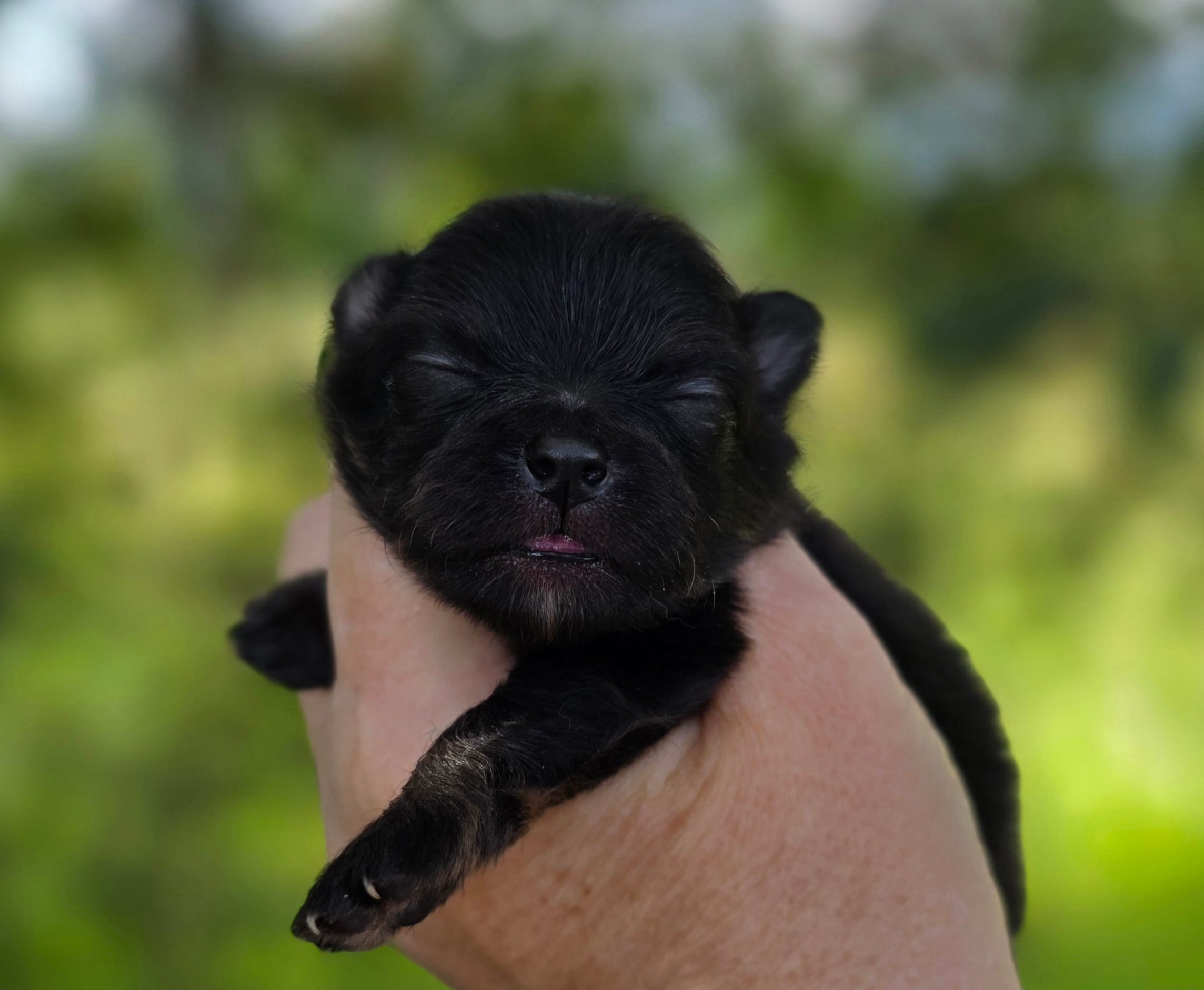 Washington  – Pomeranian puppy for sale in Redding, CA