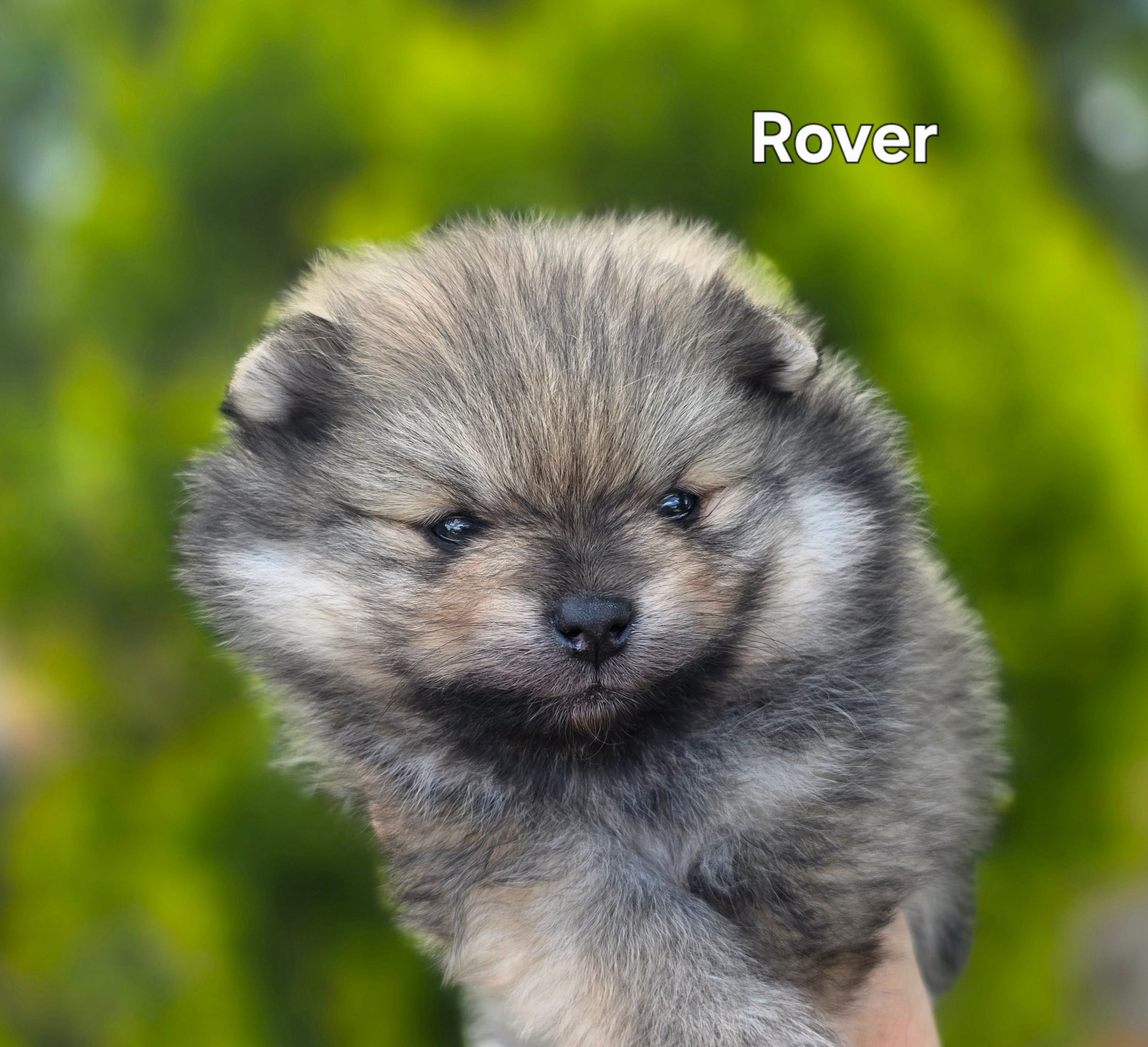 Irish Rover  – Pomeranian puppy for sale in Redding, CA