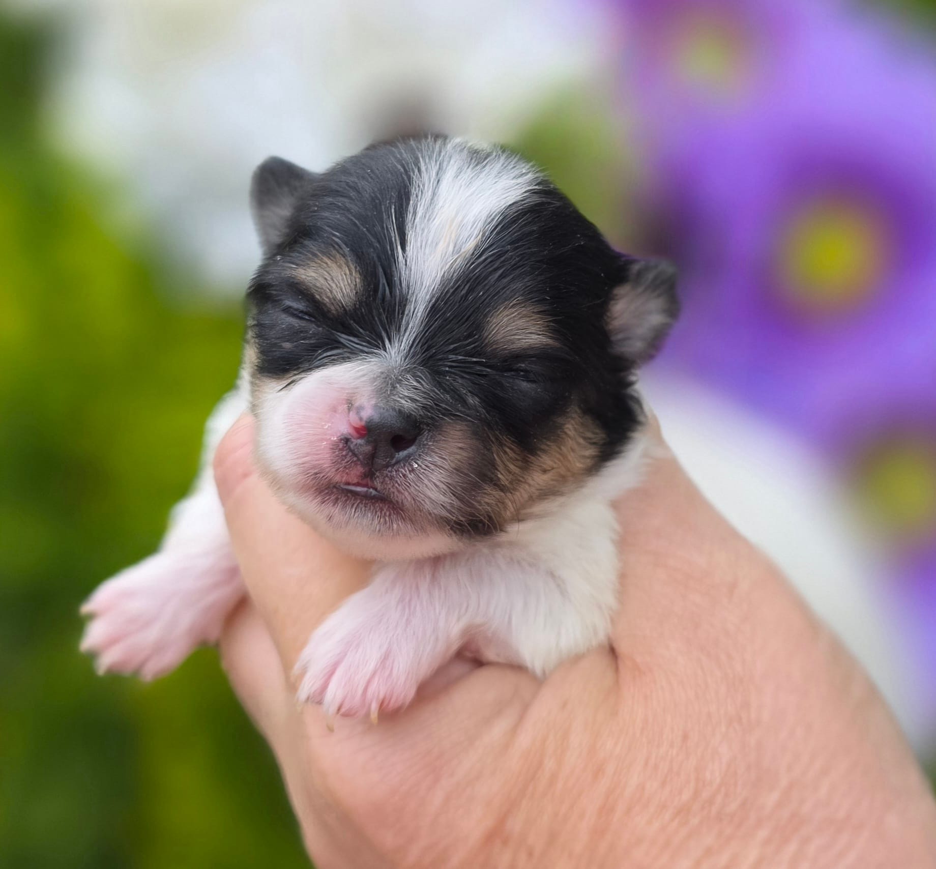 Rumor  – Pomeranian puppy for sale in Redding, CA