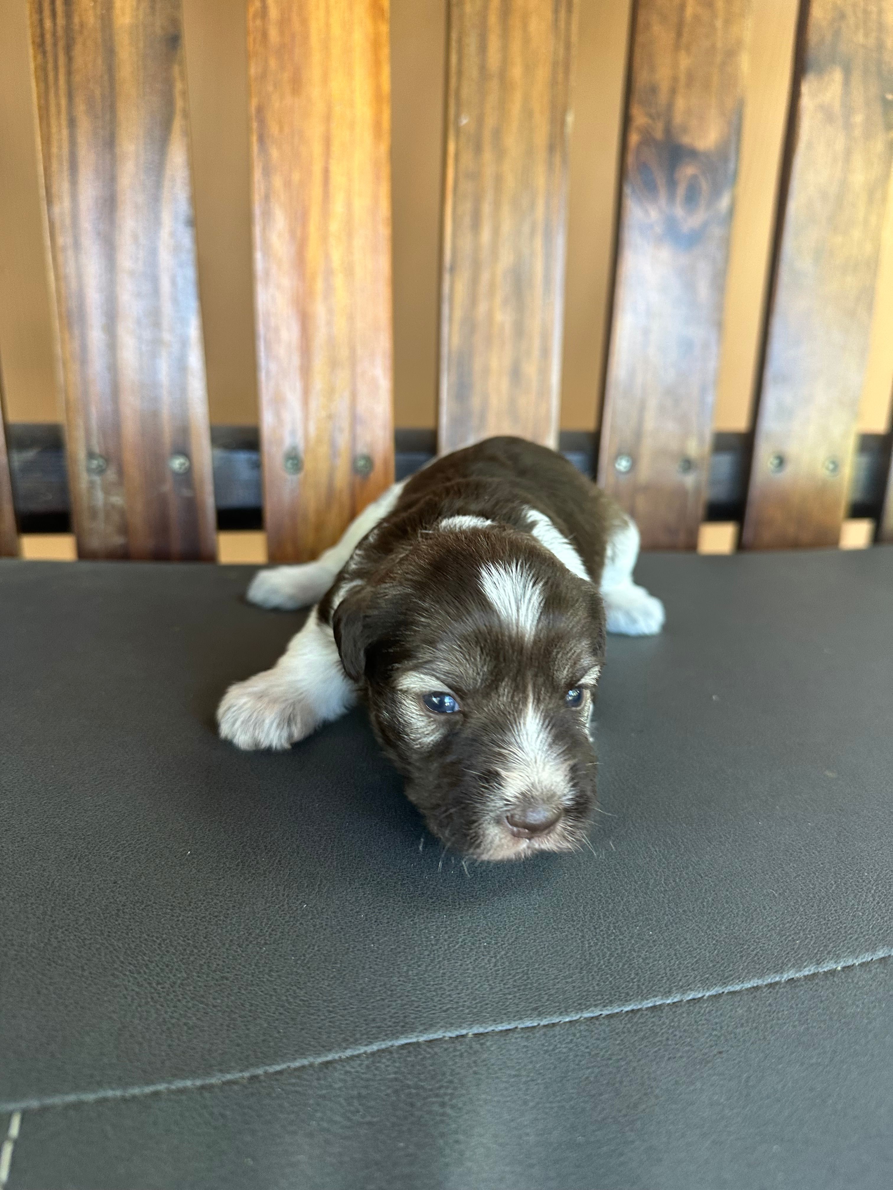 cocoa – Miniature Schnauzer puppy for sale in Florida, FL