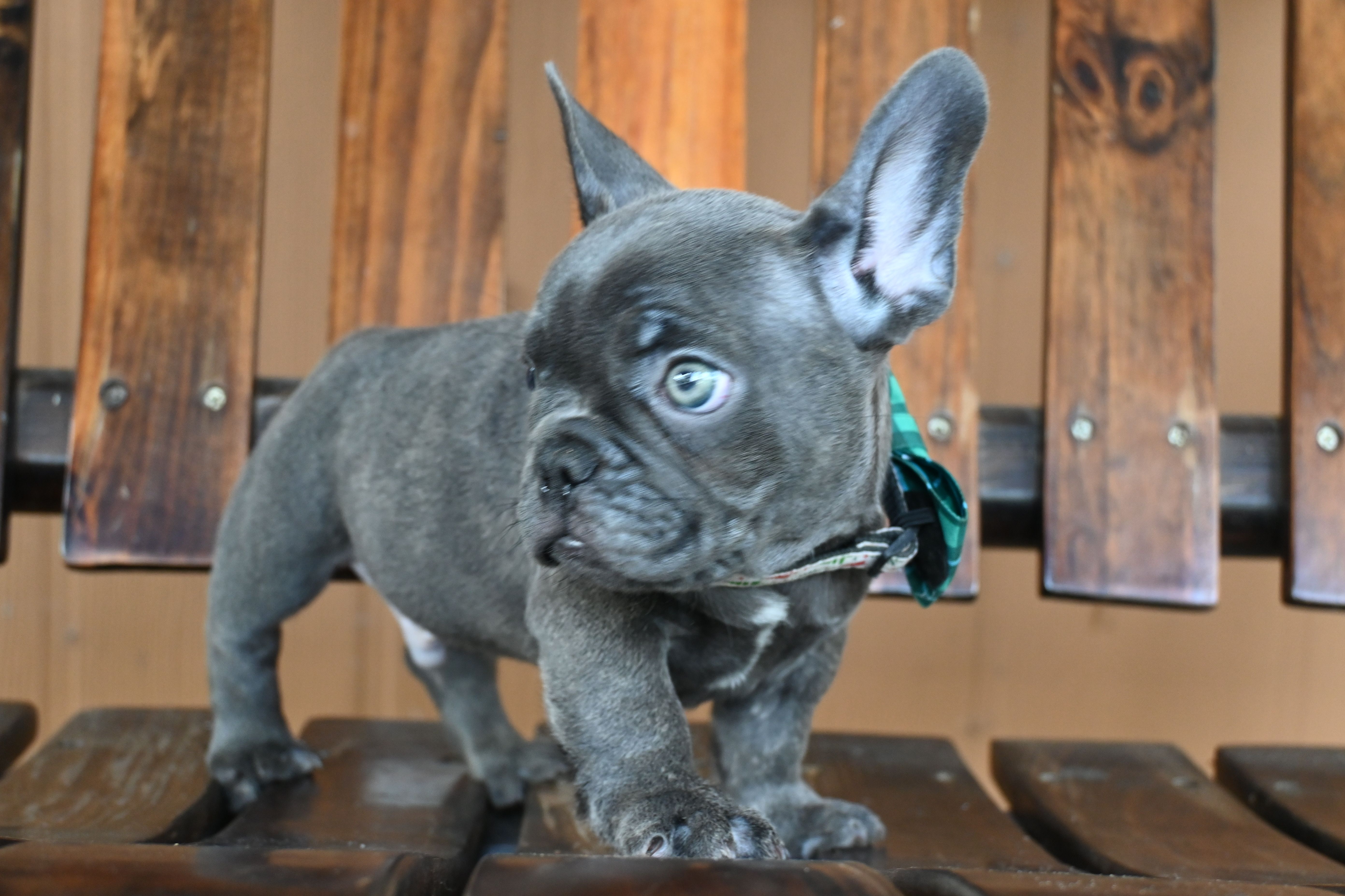 Dozer (AKC) – French Bulldog puppy for sale in Florida, FL