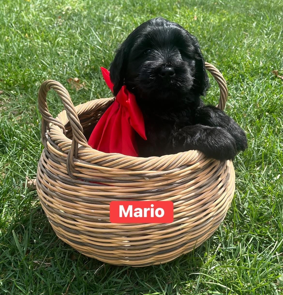 Mario – Goldendoodle, Double Doodle puppy for sale in Moravian Falls, NC
