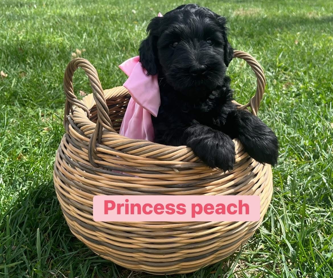 Princess Peach – Goldendoodle, Double Doodle puppy for sale in Moravian Falls, NC