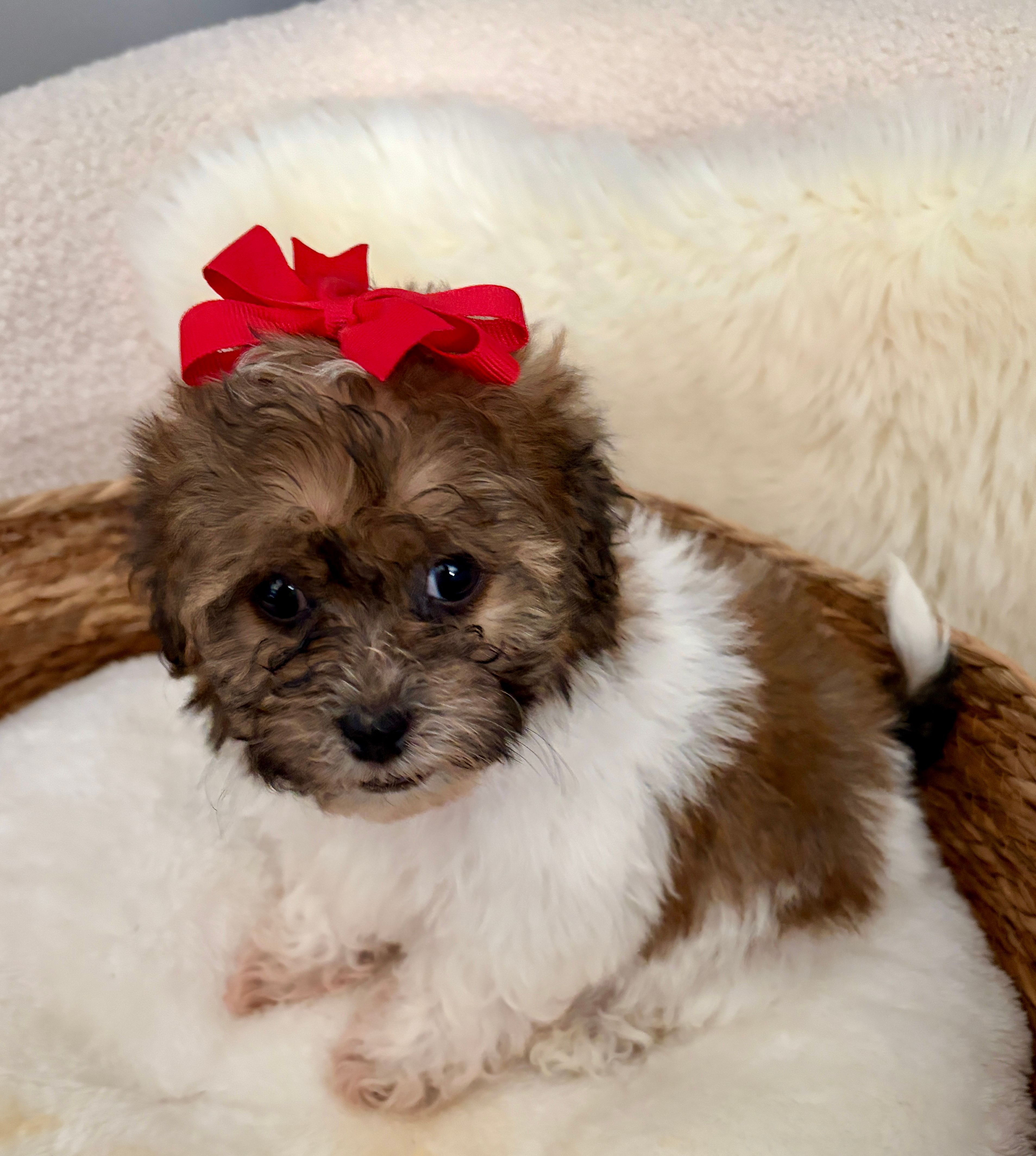 Peanut – Havanese, Shih Tzu puppy for sale in Bixby, OK