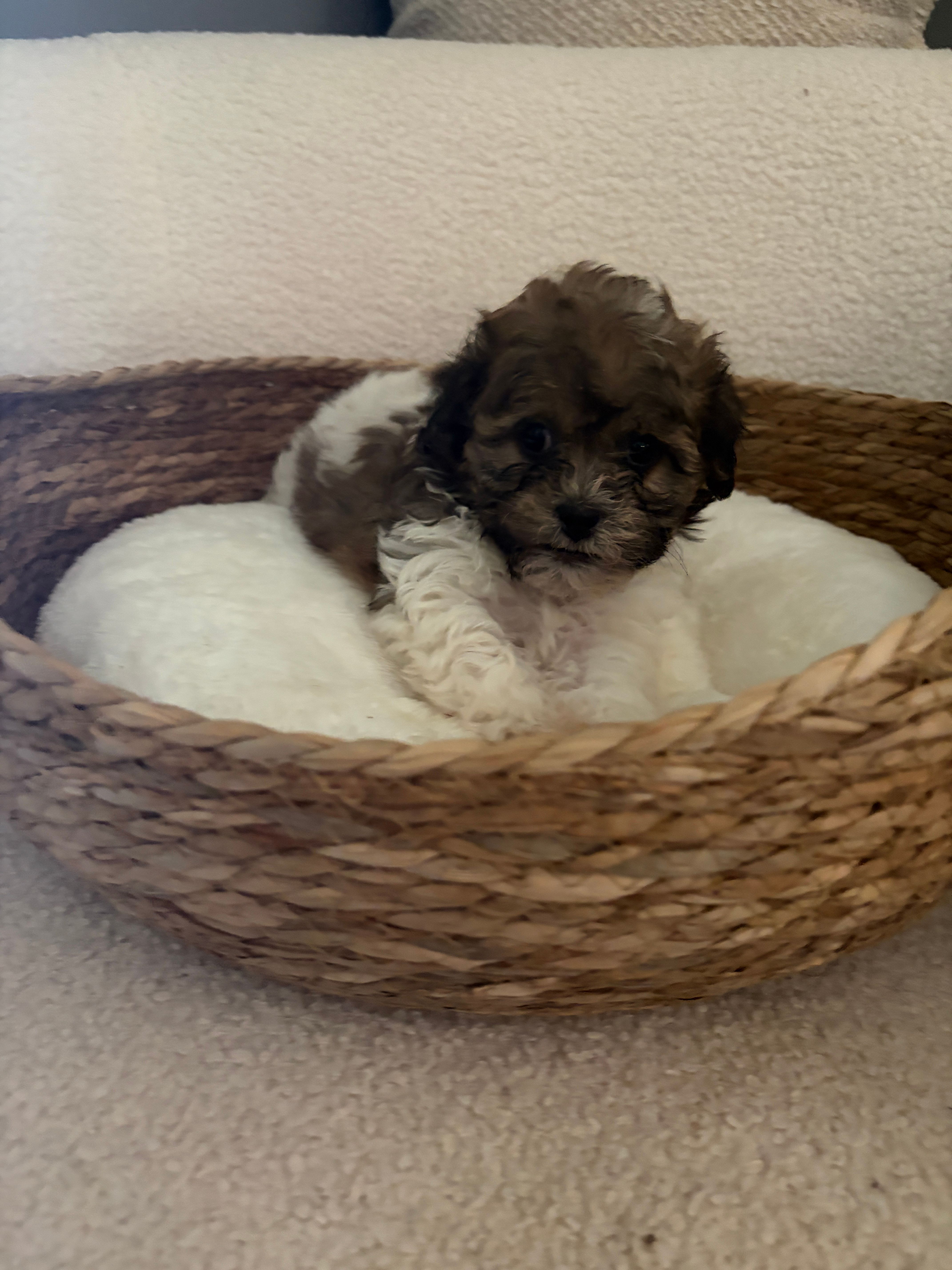 Nikko – Havanese, Shih Tzu puppy for sale in Bixby, OK