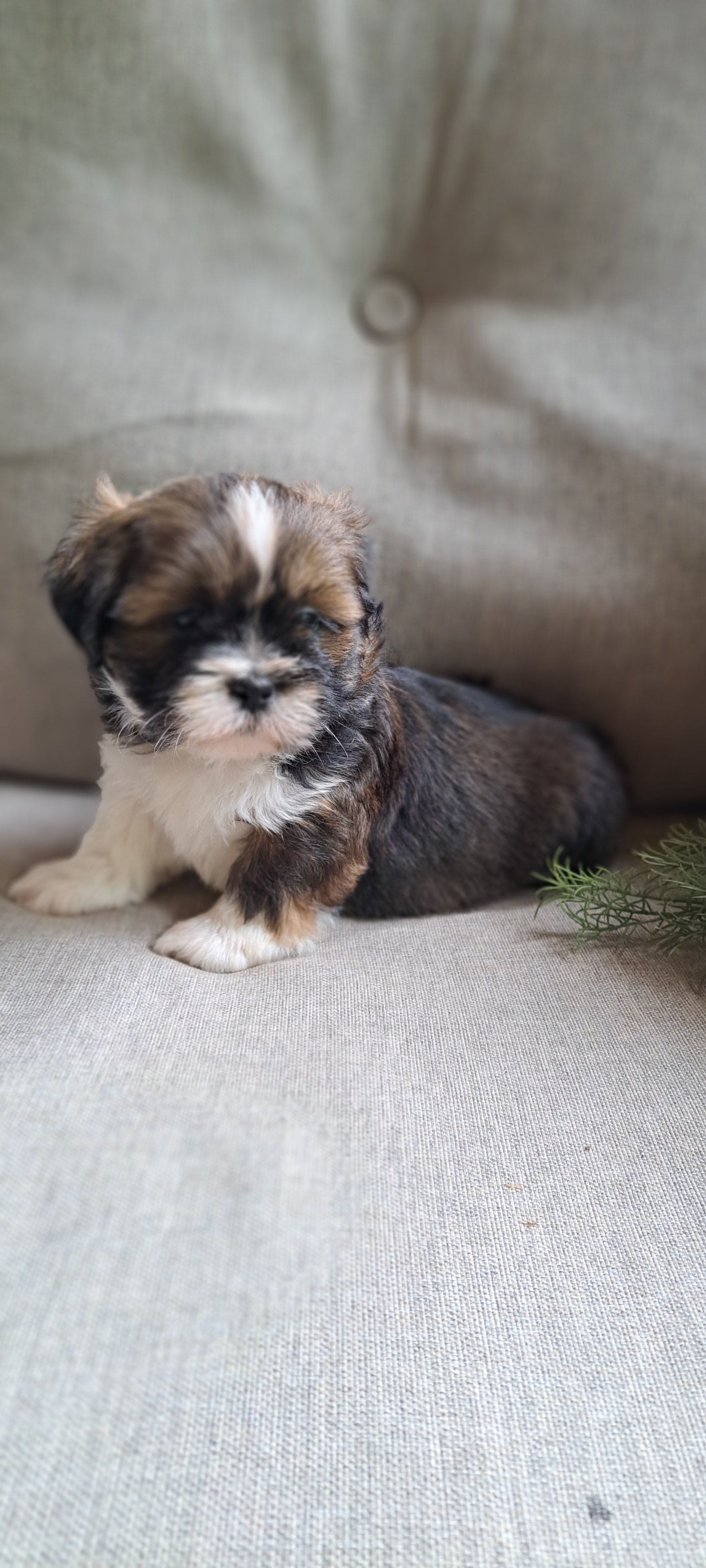 AKC Rolo – Lhasa Apso puppy for sale in Due West, SC