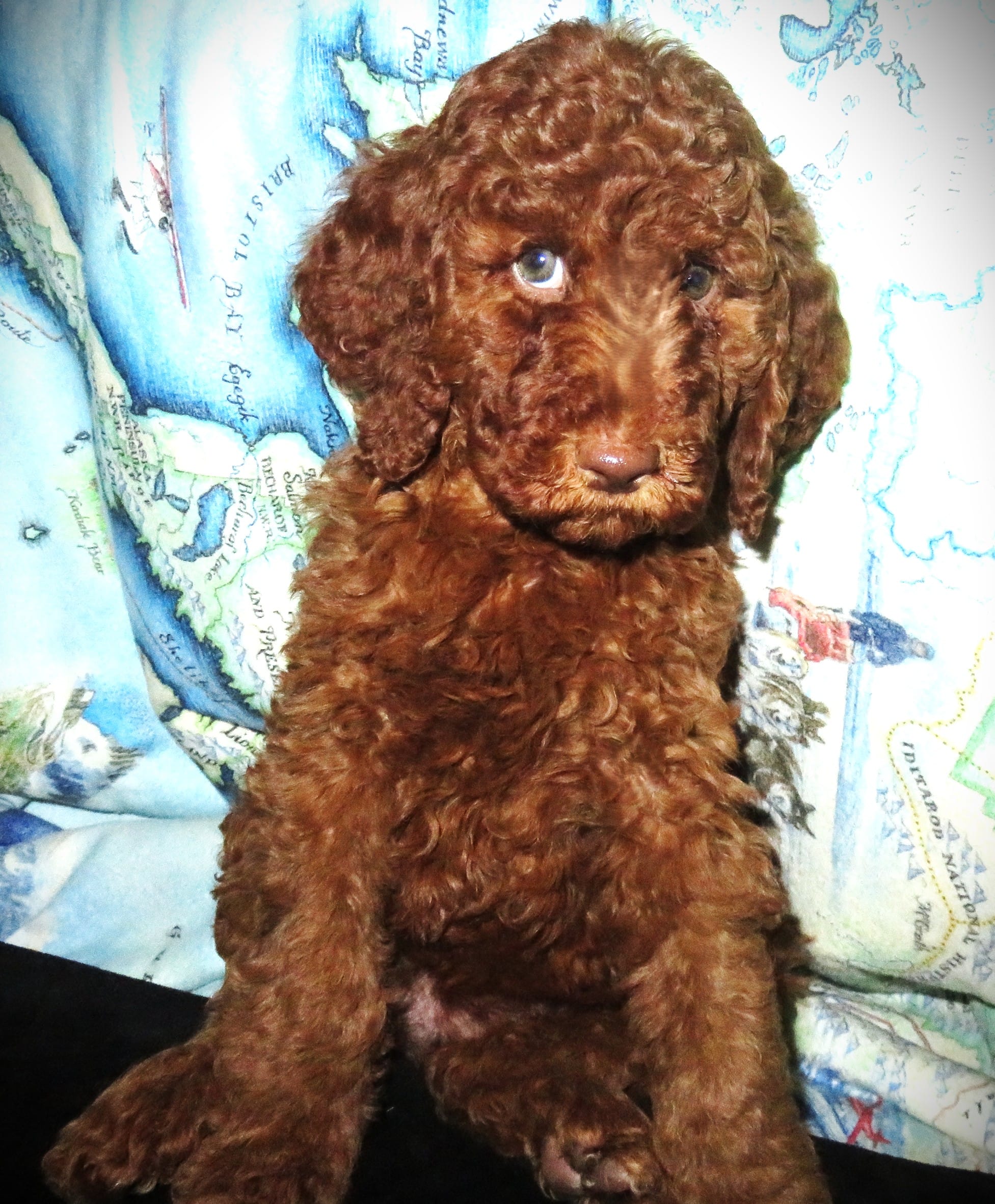 Rowan – Goldendoodle puppy for sale in Friendswood, TX