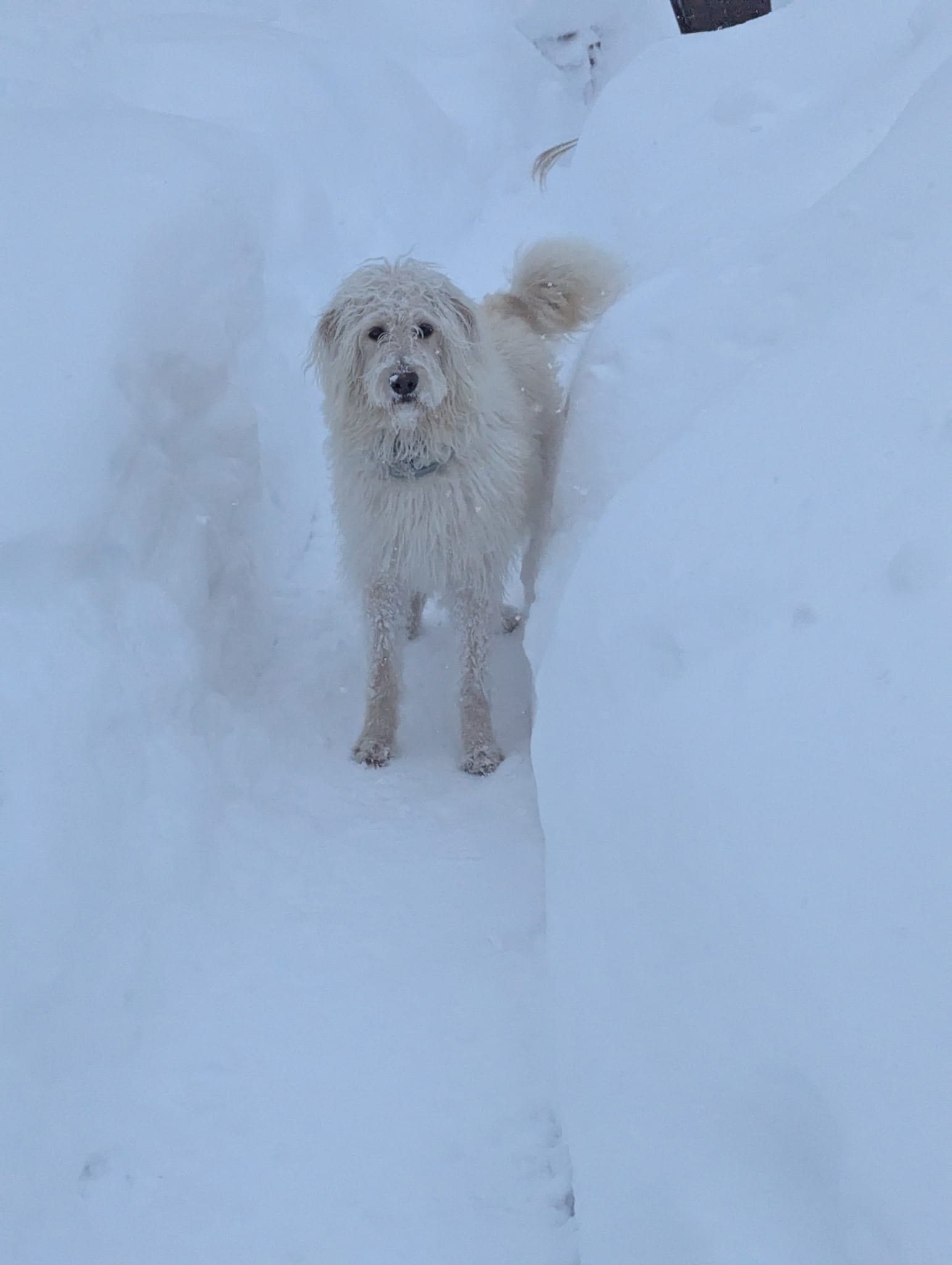 Stevie – Labradoodle puppy for sale in Warren, RI